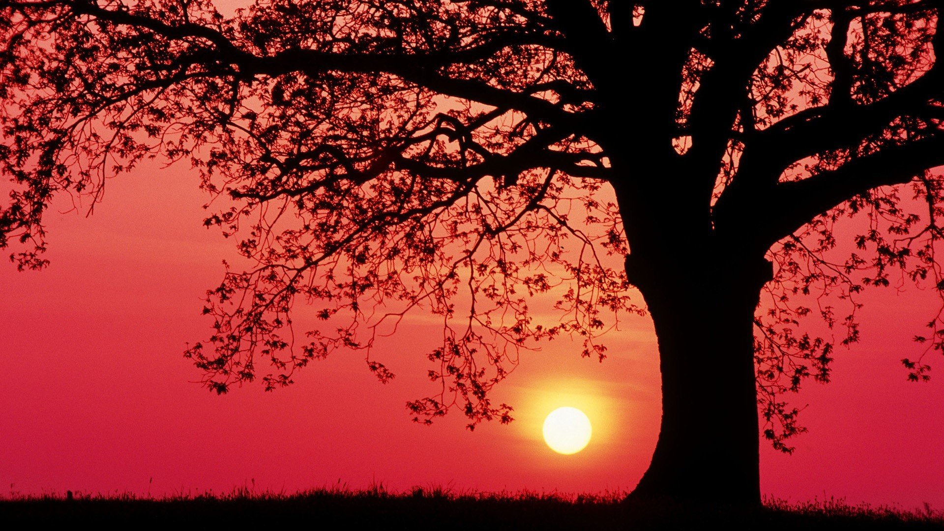 Trees Silhouette Sunset