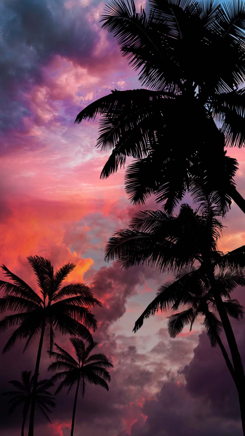 Tree Sunset HD Wallpapers - Wallpaper Cave