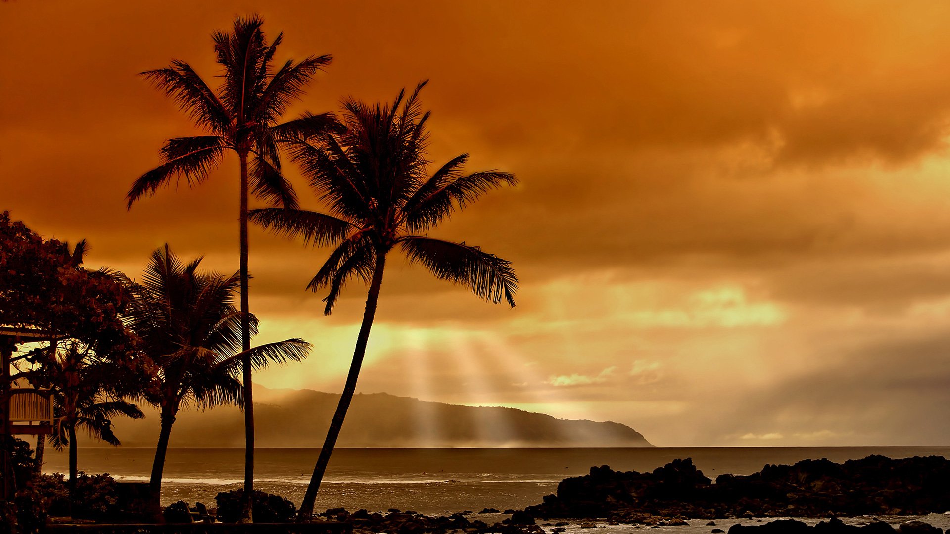 Palm Tree Sunset HD wallpaper