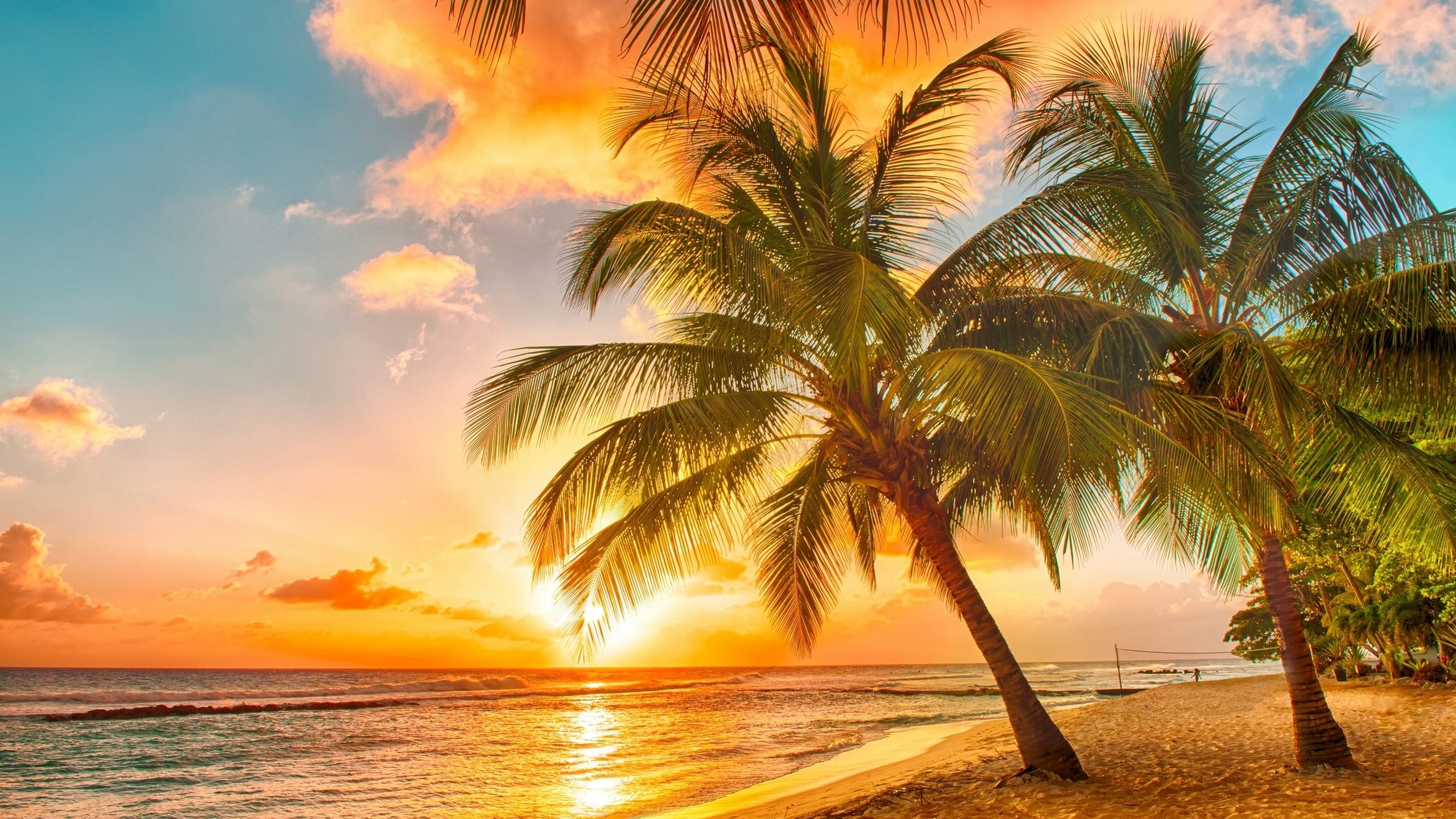 Wallpaper Palm Tree Near Sea During Sunset, Background Free Image