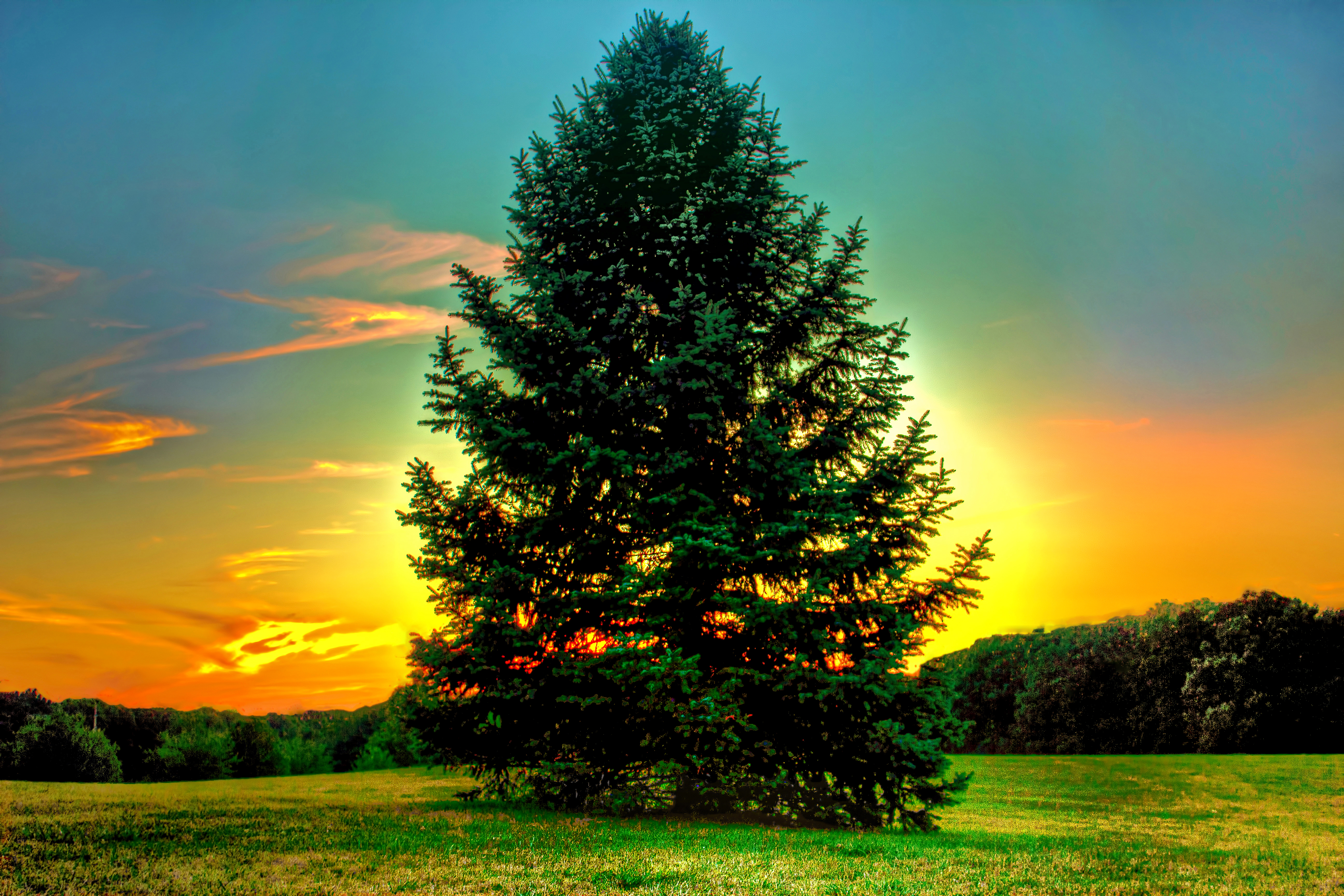 Pine Tree Sunset