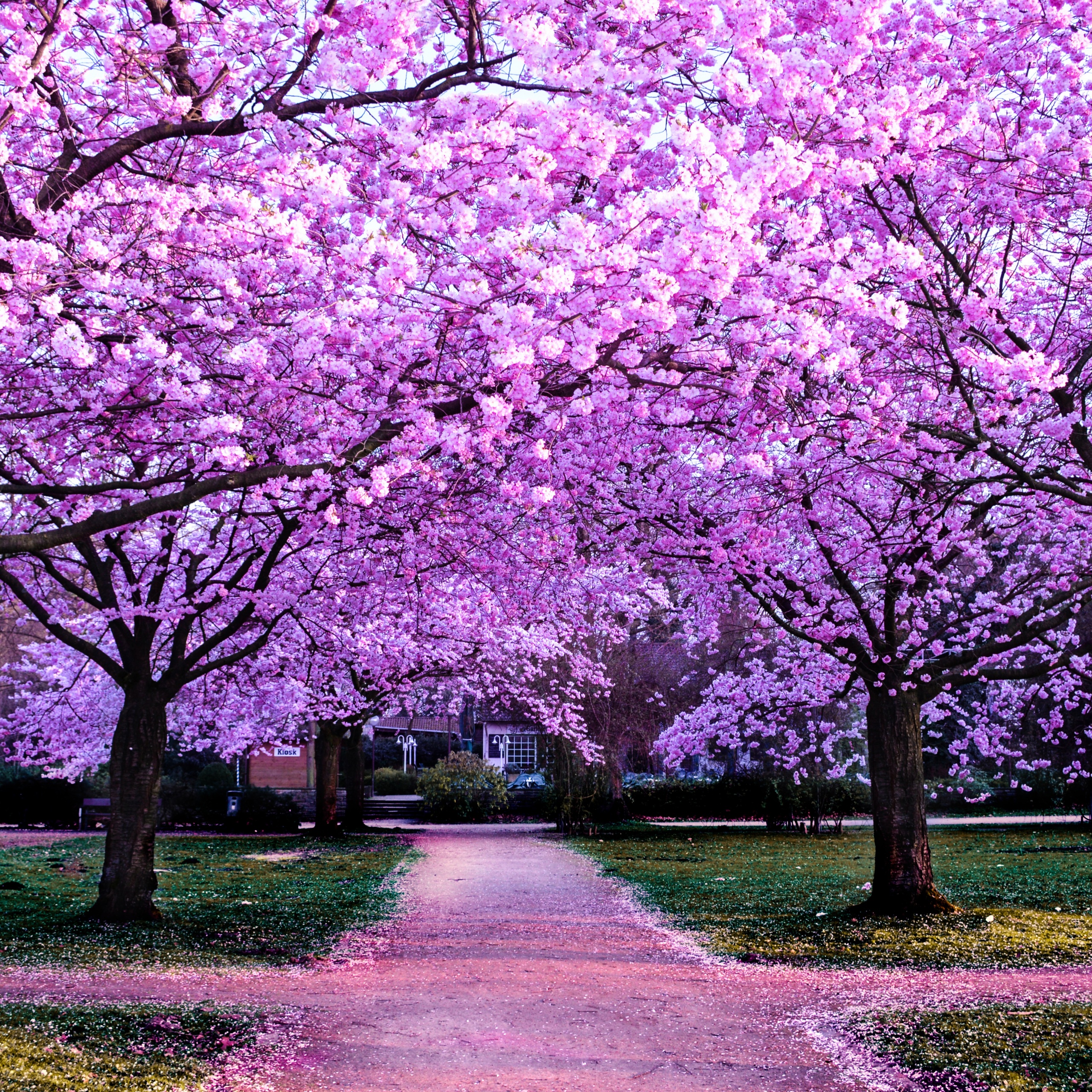 Cherry Blossom Trees Wallpaper 4K, Purple Flowers, Pathway, Nature