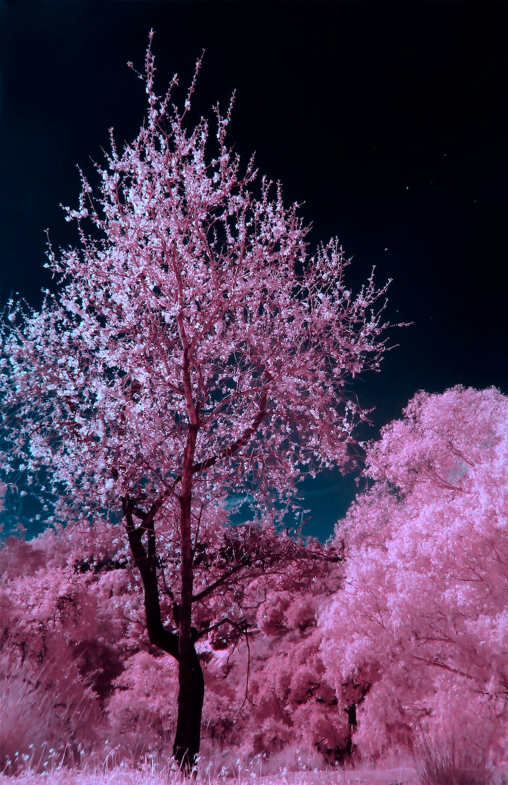 Pink Tree Picture. Download Free Image