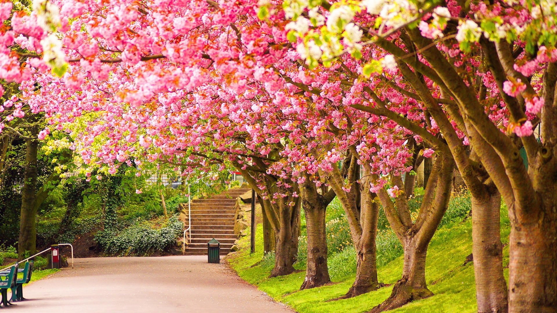 Park Blooming Trees Cherries Beautiful Spring Wallpaper HD For Desktop Tablets And Mobile Phones 3840x2400, Wallpaper13.com