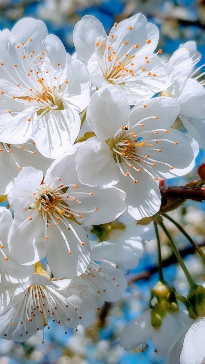 Download 720x1280 wallpaper White, close up, cherry tree, spring, blossom, Samsung Galaxy mini S S Neo, Al. Цветение вишни рисунки, Цветение вишни, Милые обои