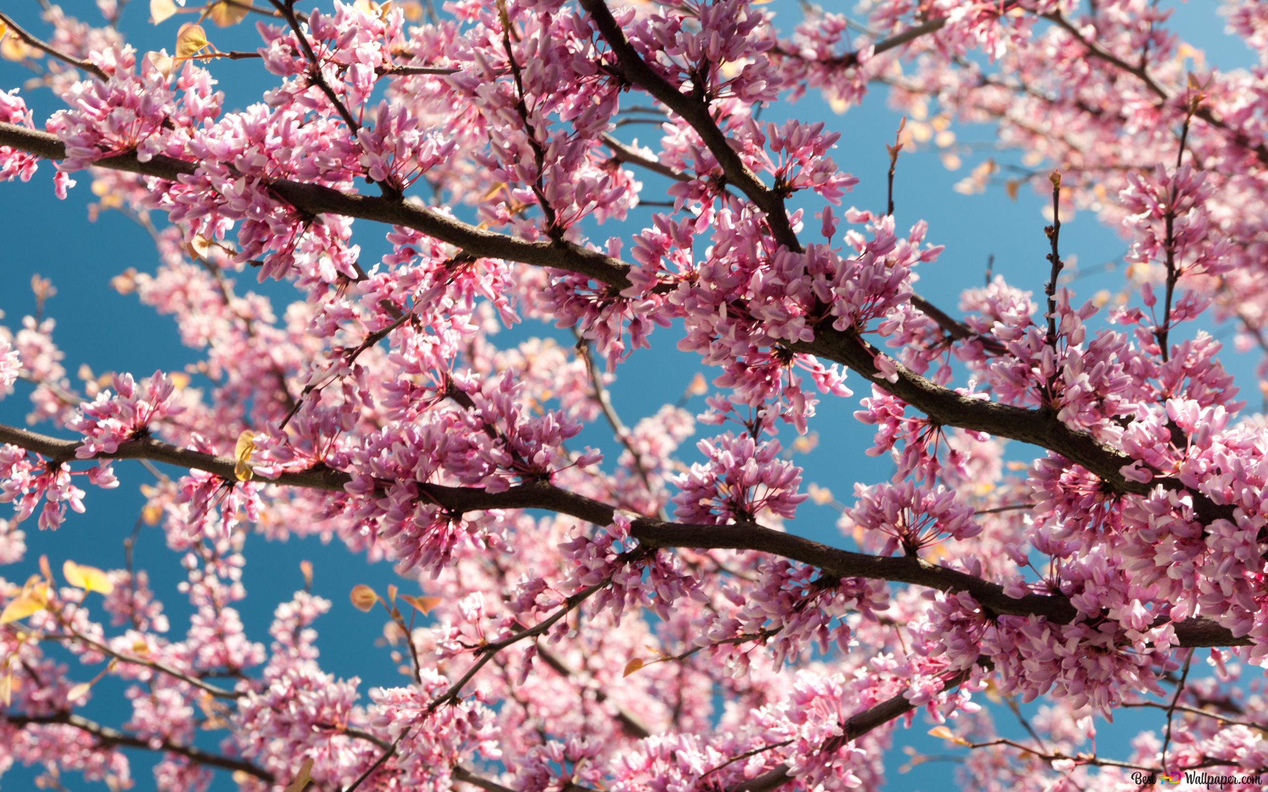 Beautiful Spring Flowers in the tree 4K wallpaper download