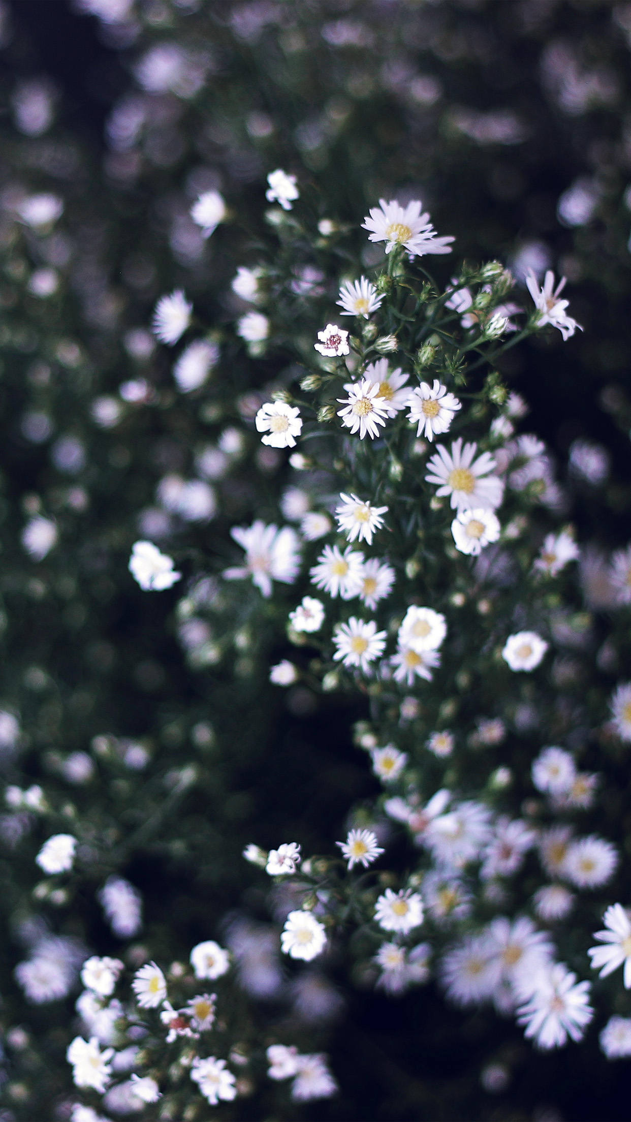 iPhone X wallpaper. flower white spring nature bluish