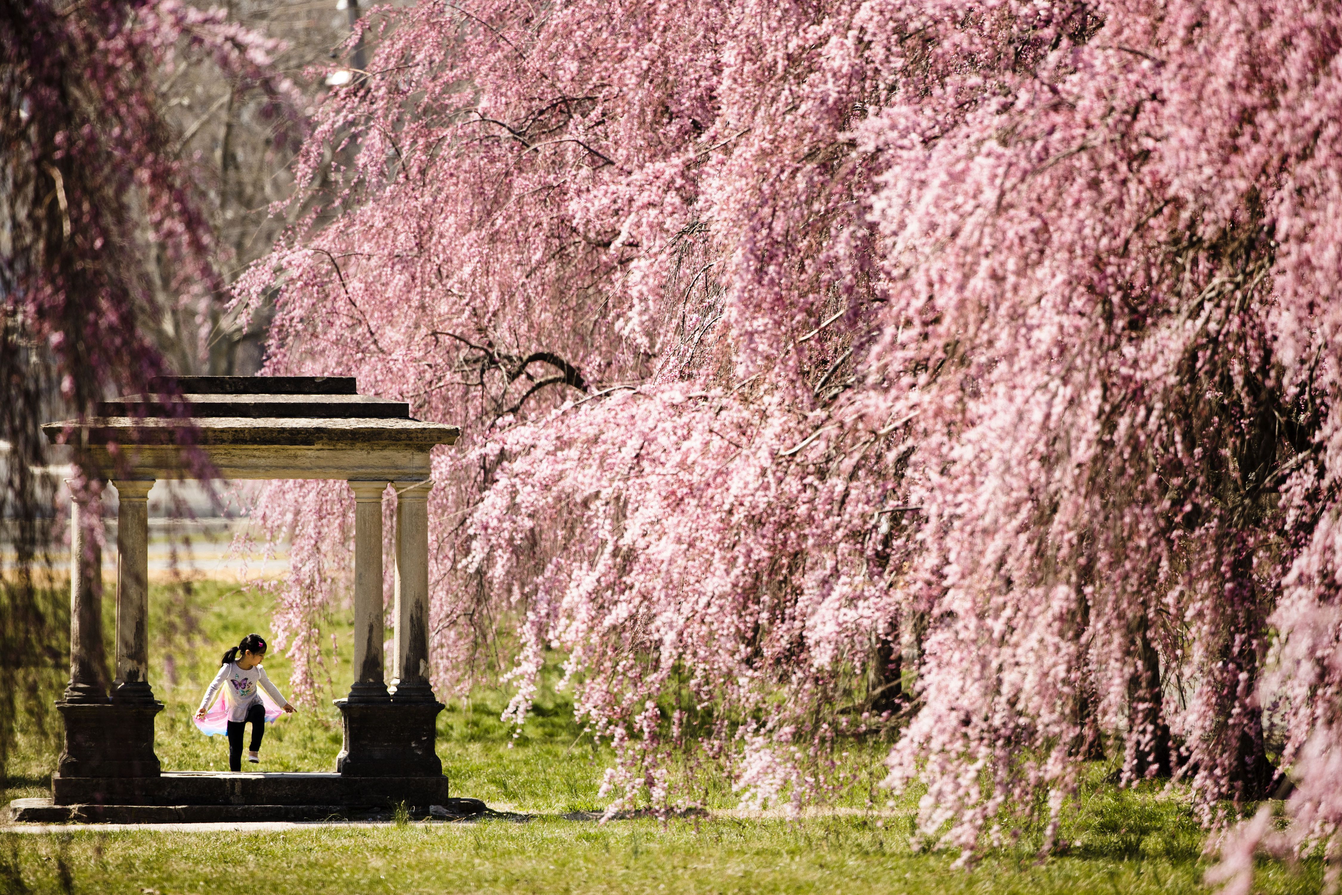 Spring blossoms Boston Globe