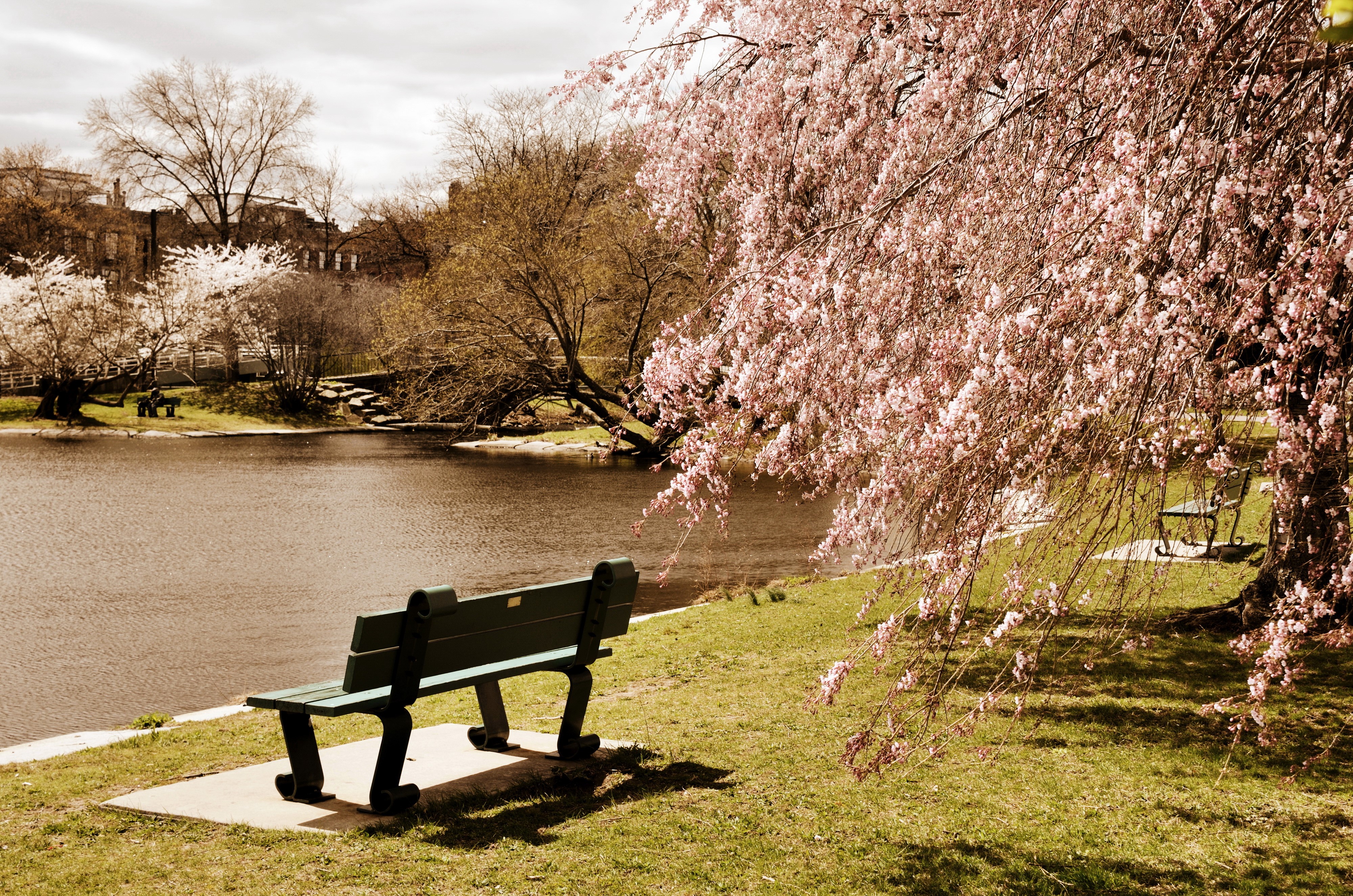 4K, Massachusetts, USA, Parks, Pond, Flowering trees, Boston, Bench Gallery HD Wallpaper