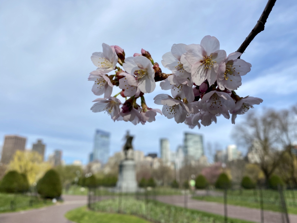 Boston Spring Wallpapers - Wallpaper Cave