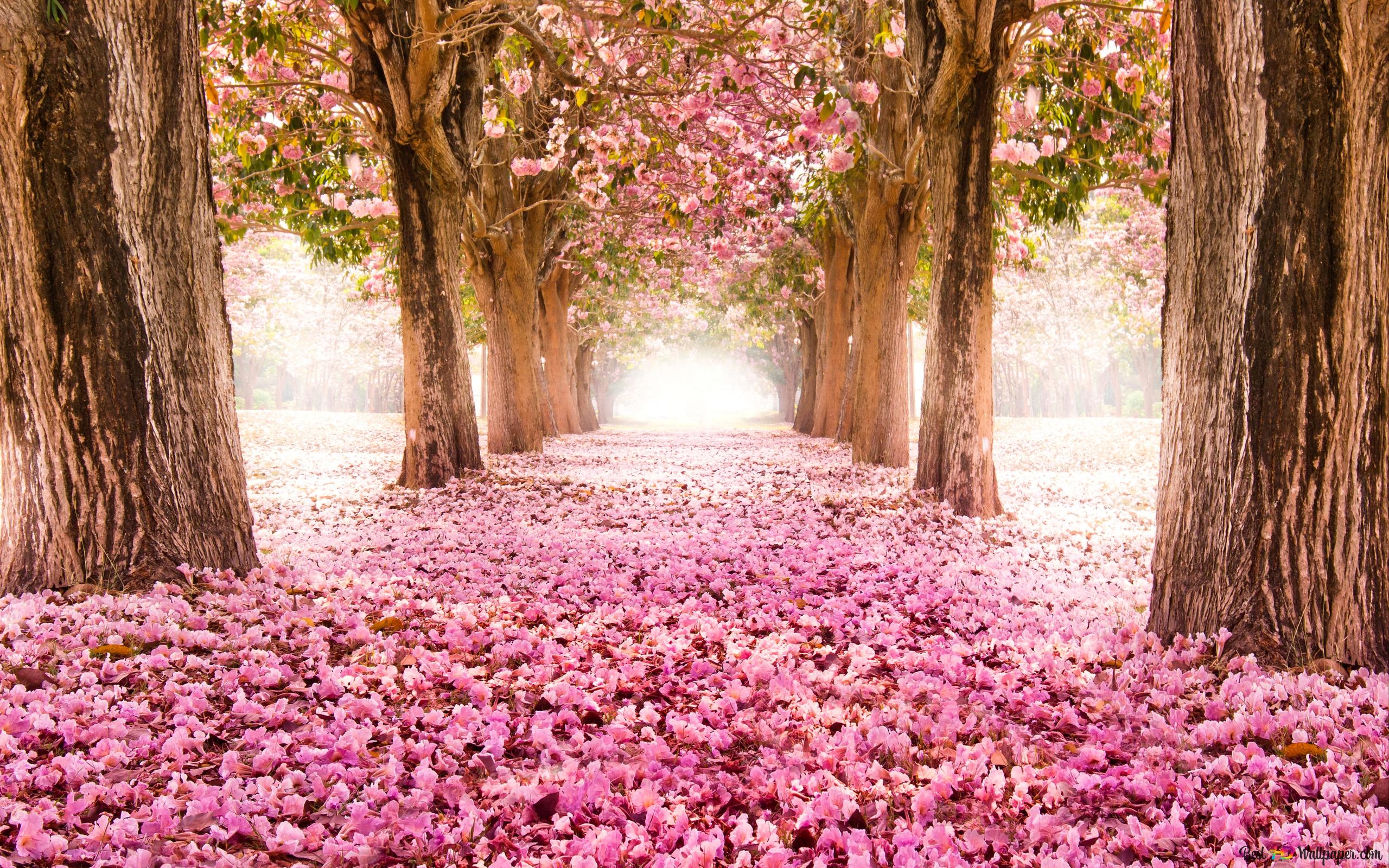 Nature Tree, Flower, Way 6K wallpaper download