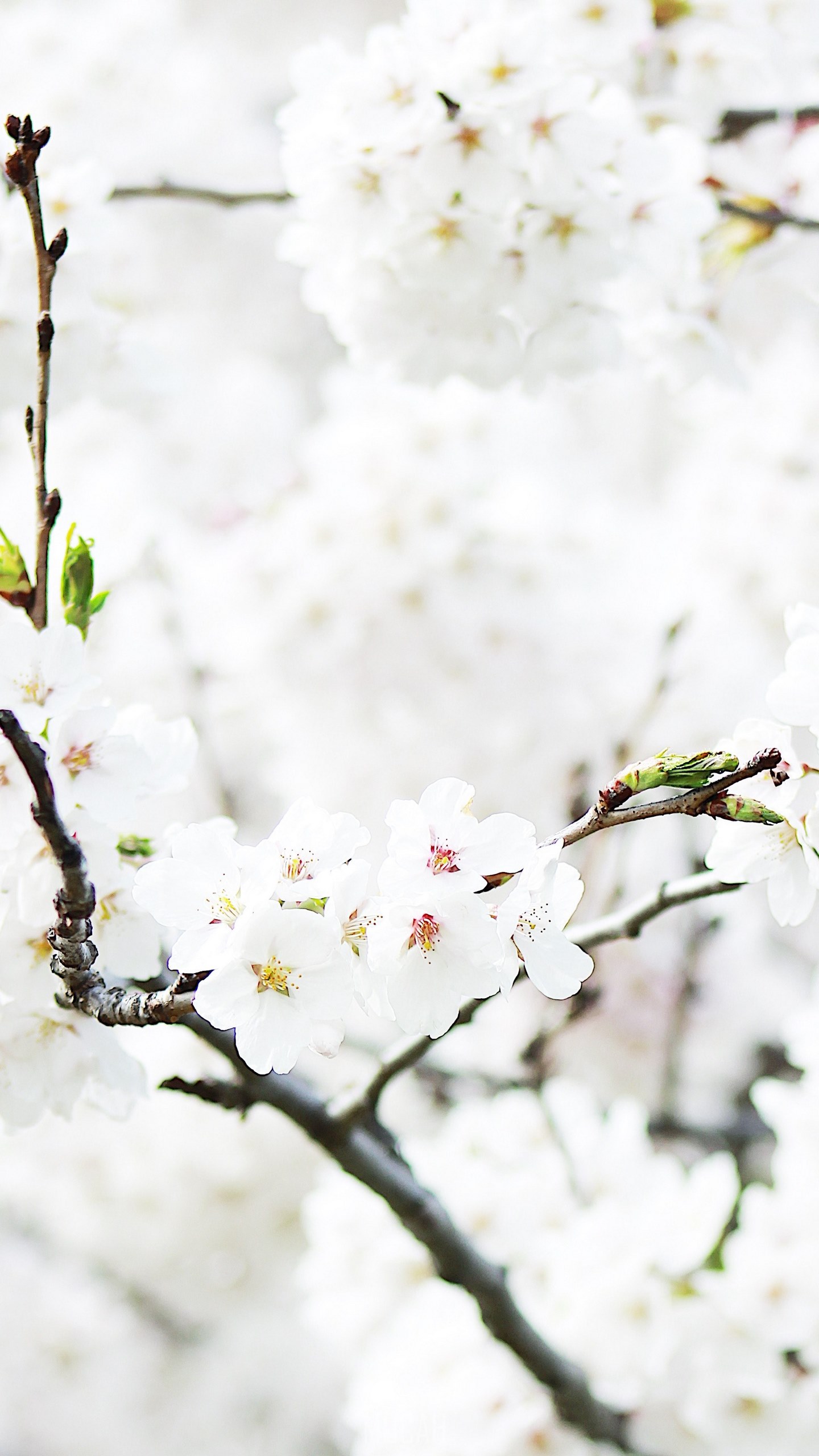 close up of cherry blossom branch in full bloom in spring high park, lost in white, Samsung Galaxy S7 wallpaper 1080p, 1440x2560 Gallery HD Wallpaper