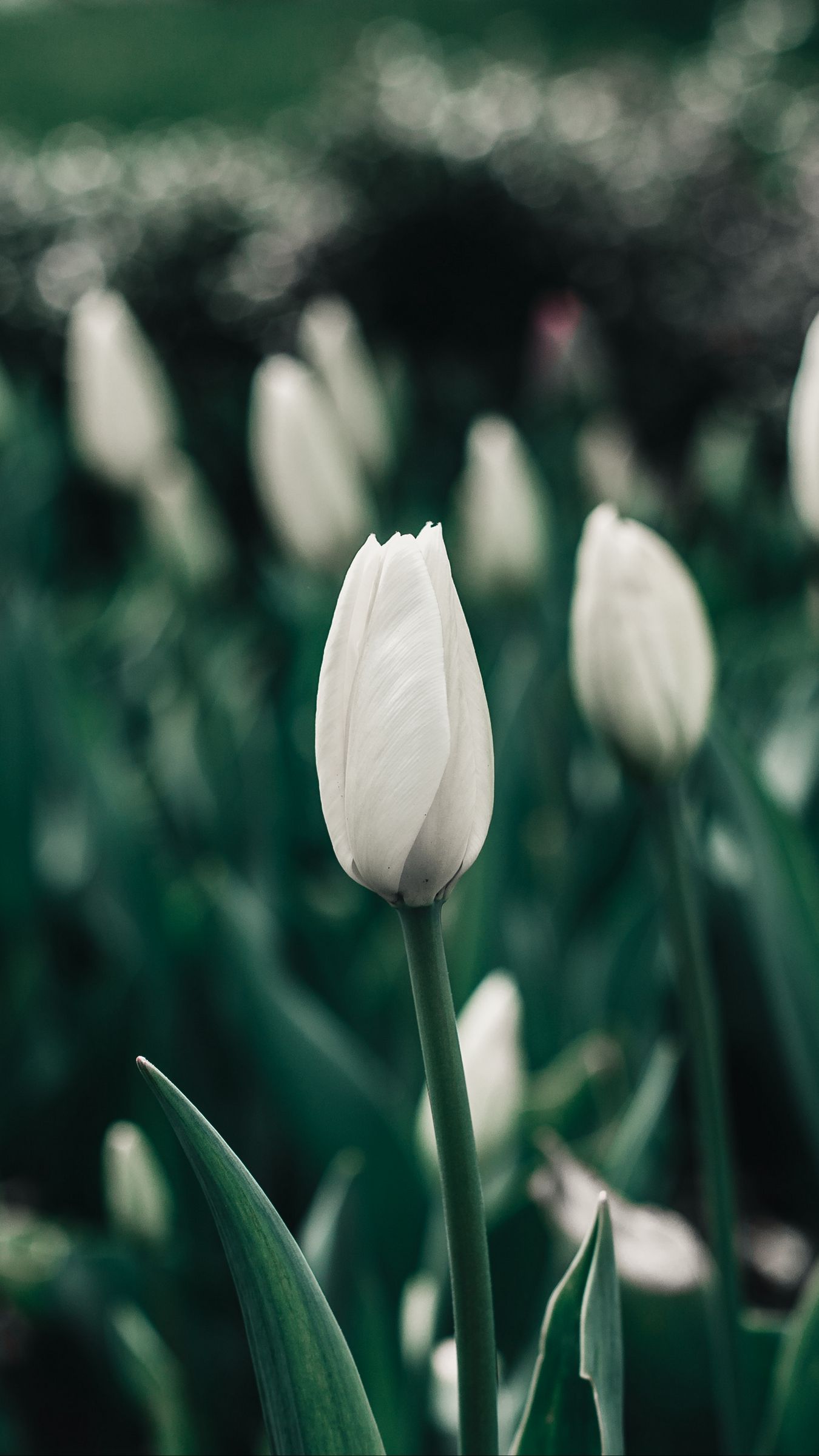 Download wallpaper 1350x2400 tulips, flowers, white, flowerbed, blooms, spring iphone 8+/7+/6s+/for parallax HD background