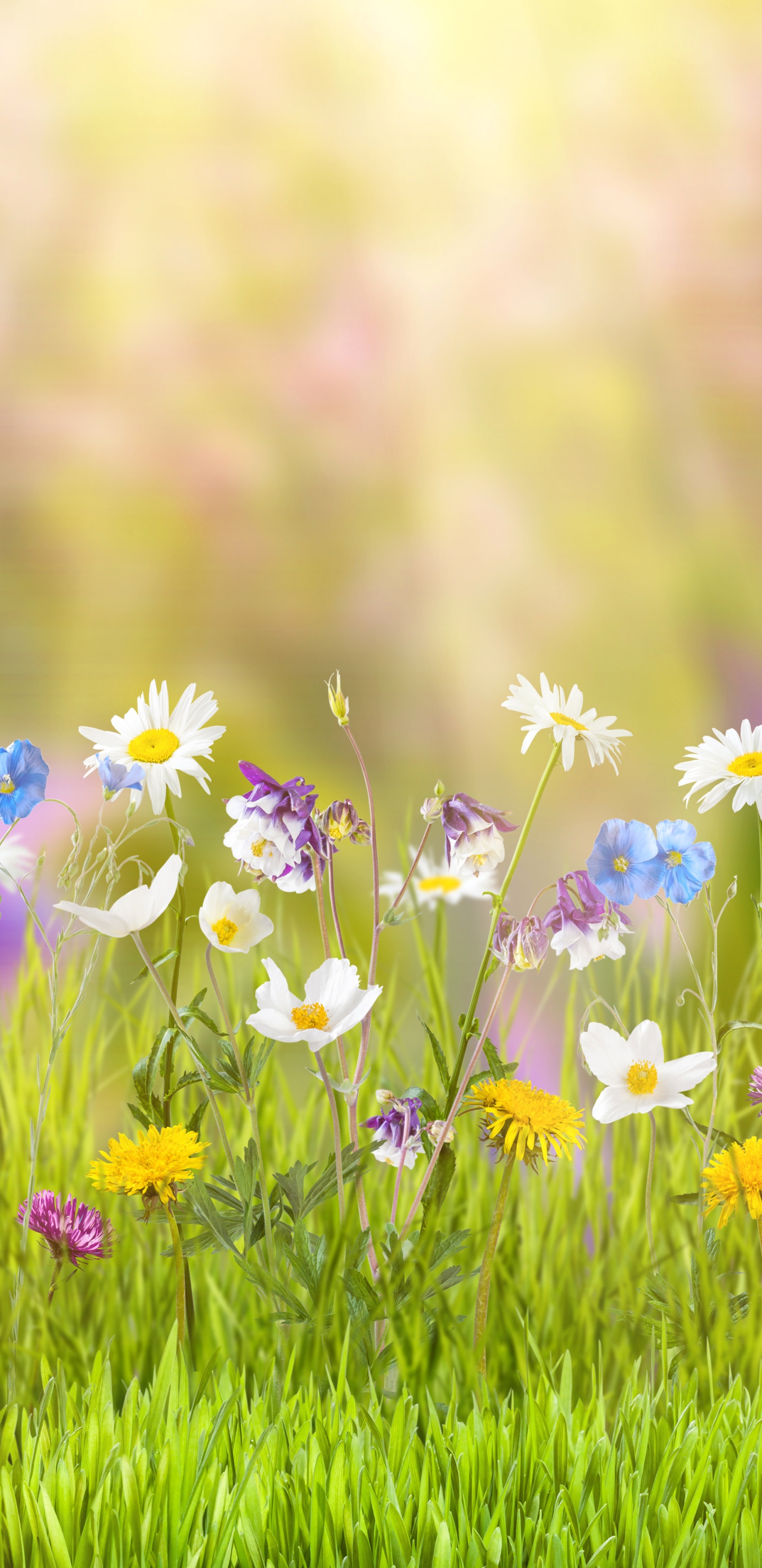 Wallpaper / Earth Spring Phone Wallpaper, White Flower, Grass, Flower, Nature, Sunny, 1440x2960 free download