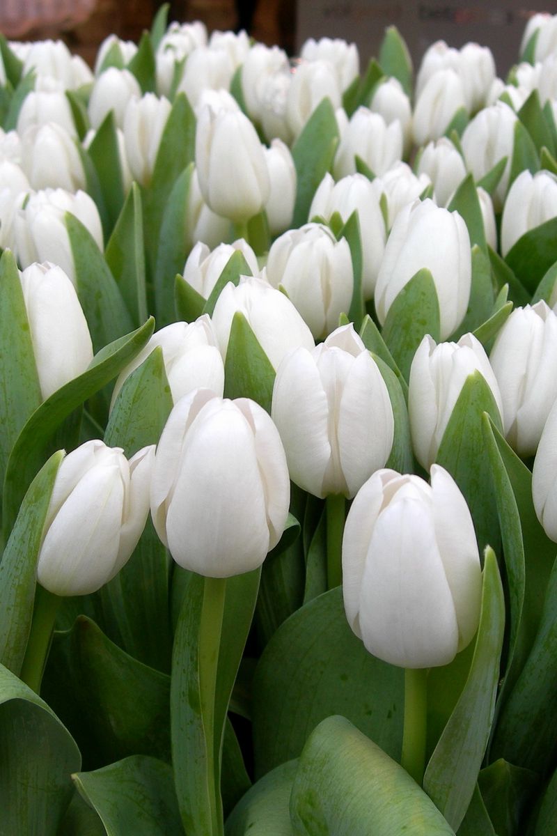 Download Wallpaper 800x1200 Tulips, Flowers, White, Spring, Beauty, Herbs Iphone 4s 4 For Parallax HD Background
