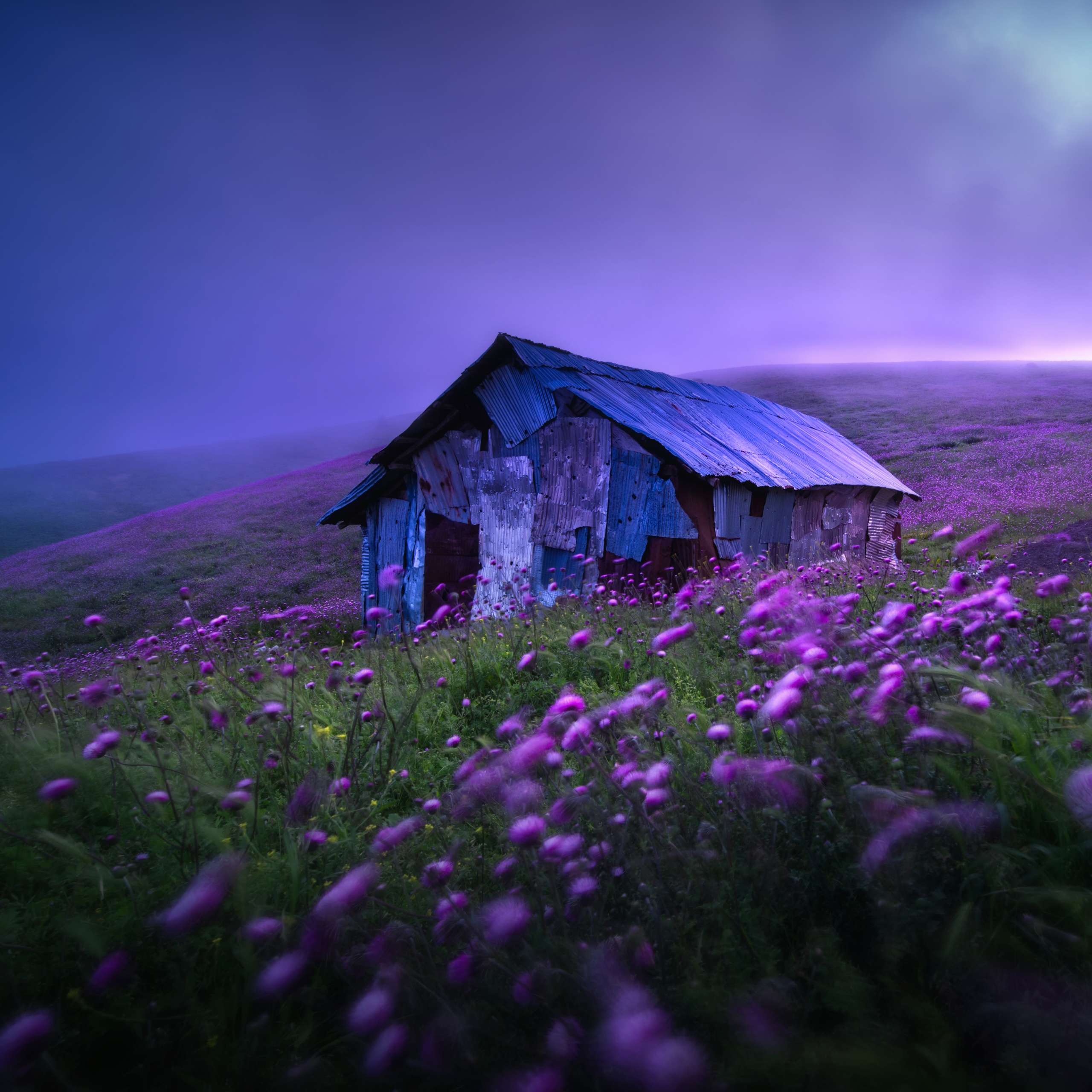 Landscape Wallpaper 4K, Spring, Violet flowers, Nature