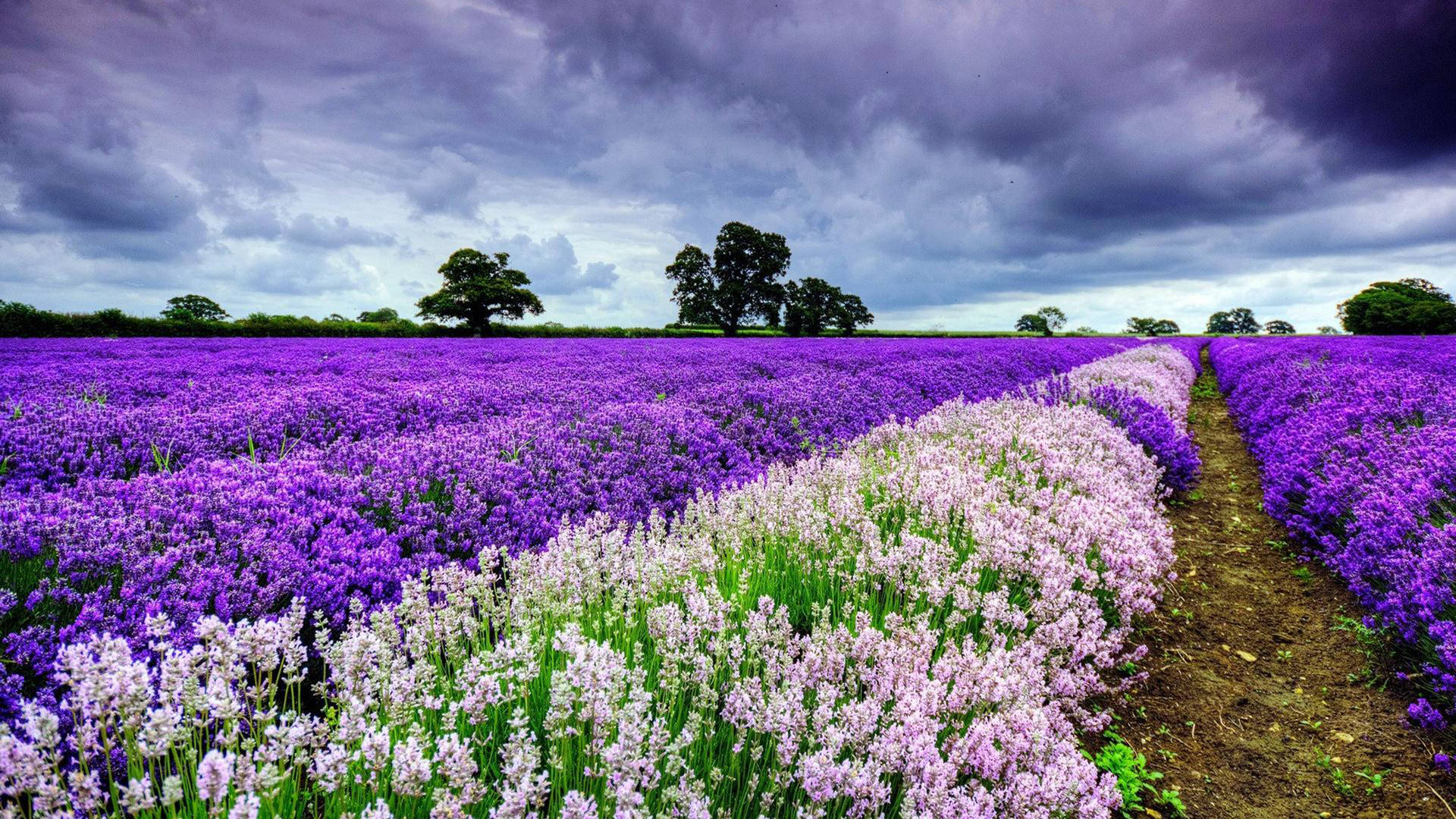 Download 4k Spring Violet Flowers Field Wallpaper