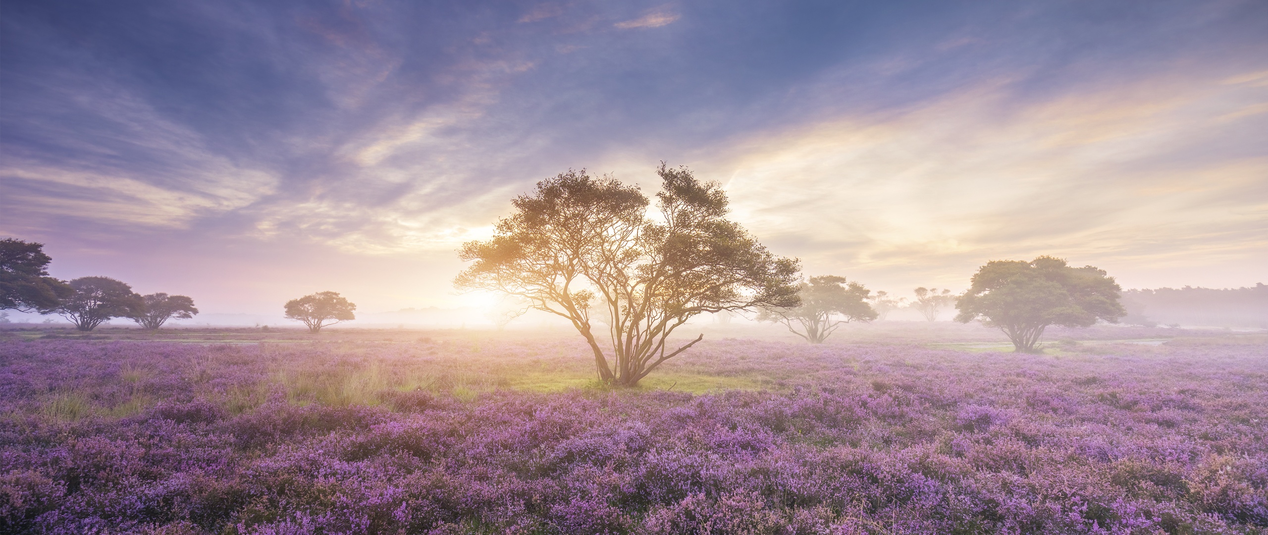 Spring Wallpaper 4K, Sunrise, Bloom, Nature