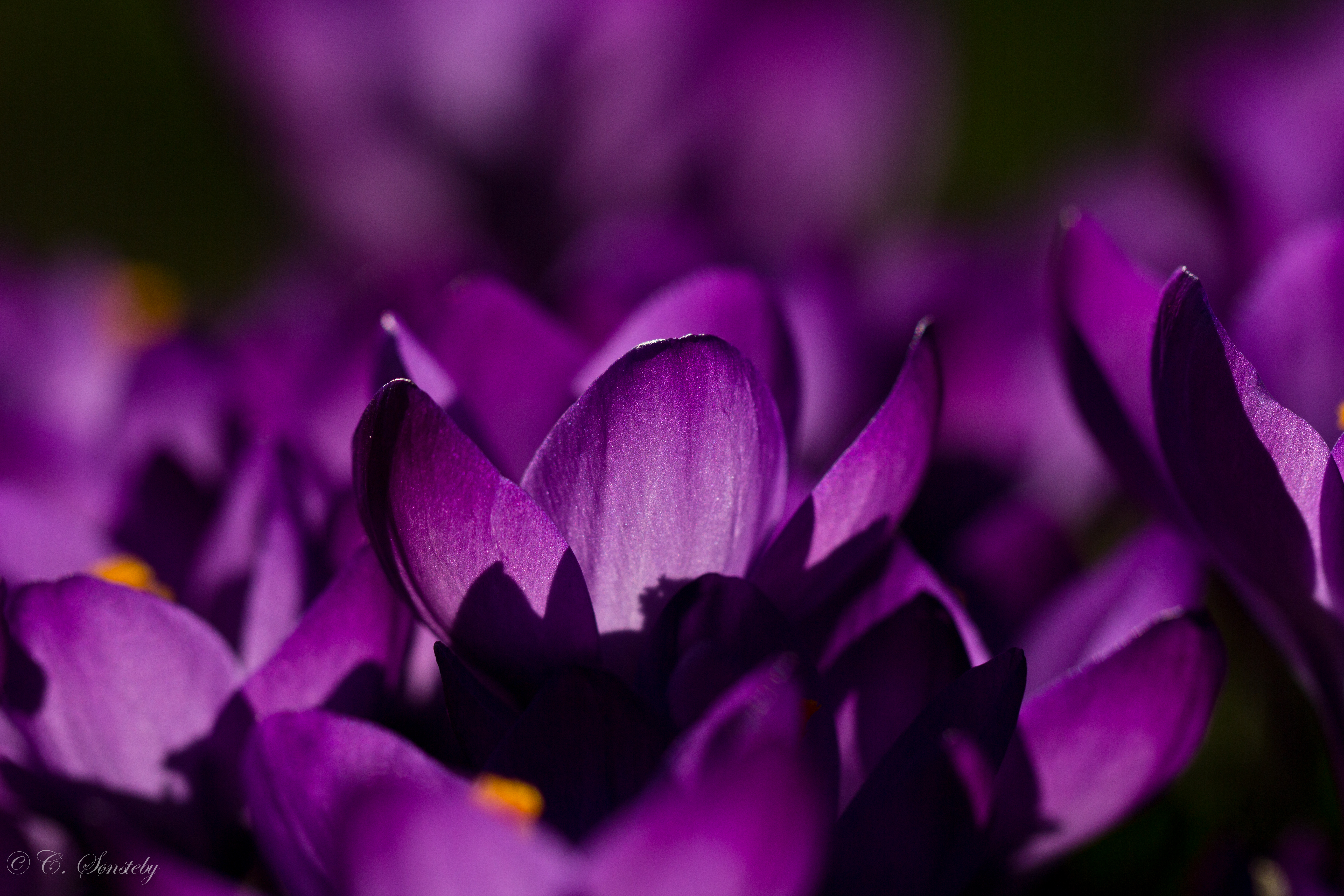 Wallpaper, flowers, light, sunlight, flower, macro, Oslo, closeup, Canon, march, petals, spring, purple, outdoor, crocus, petal, botanicalgarden, canoneos, botaniskhage, var, ef100mm, macro100mm, canon60d, canoneos60d 5184x3456