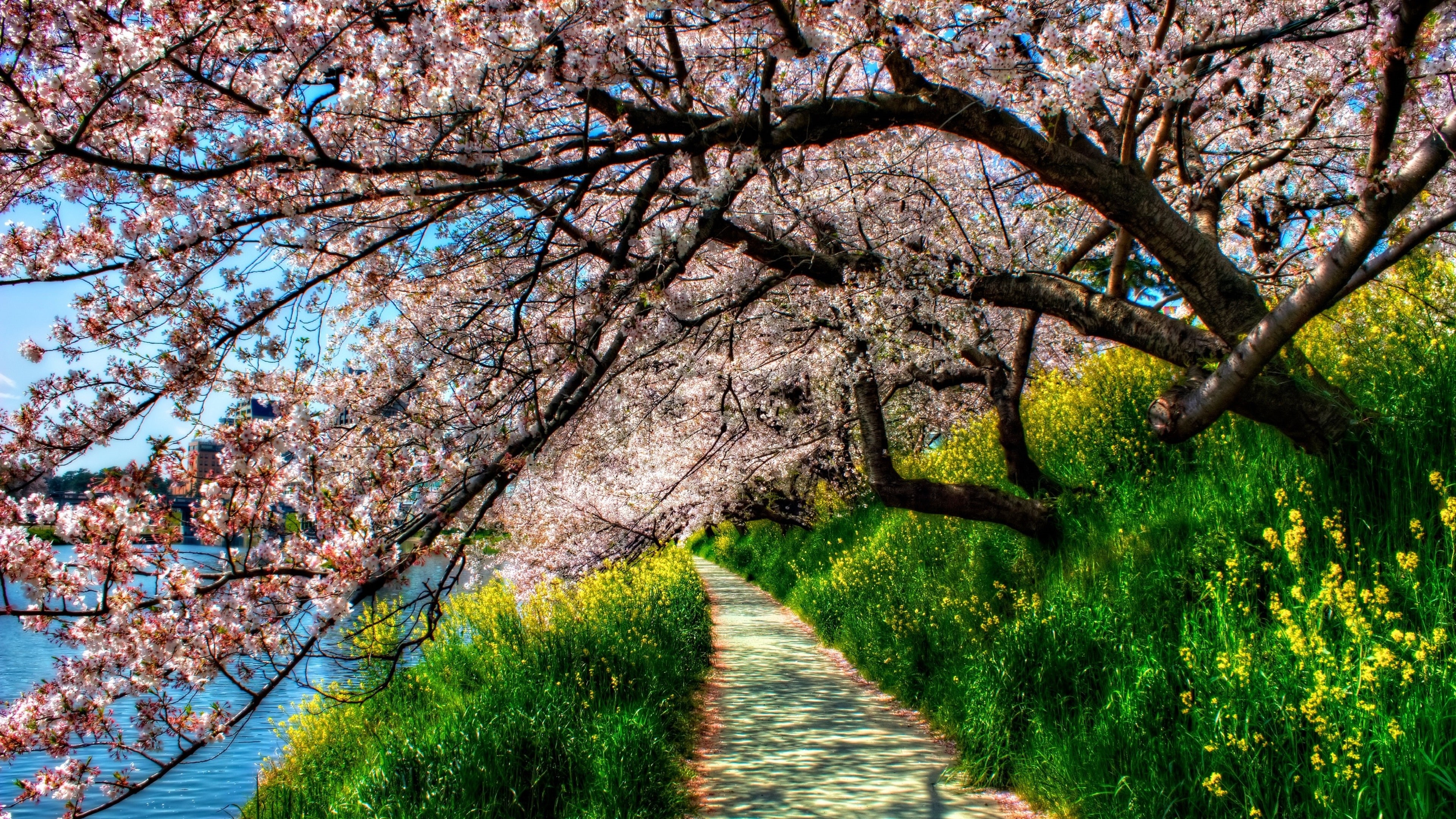 Wallpaper / tree, walking path, lake, blossom, nature, lakeside, 4K, cherry blossom, walkway, landscape, flower, branch, spring, plant, sky, grass free download