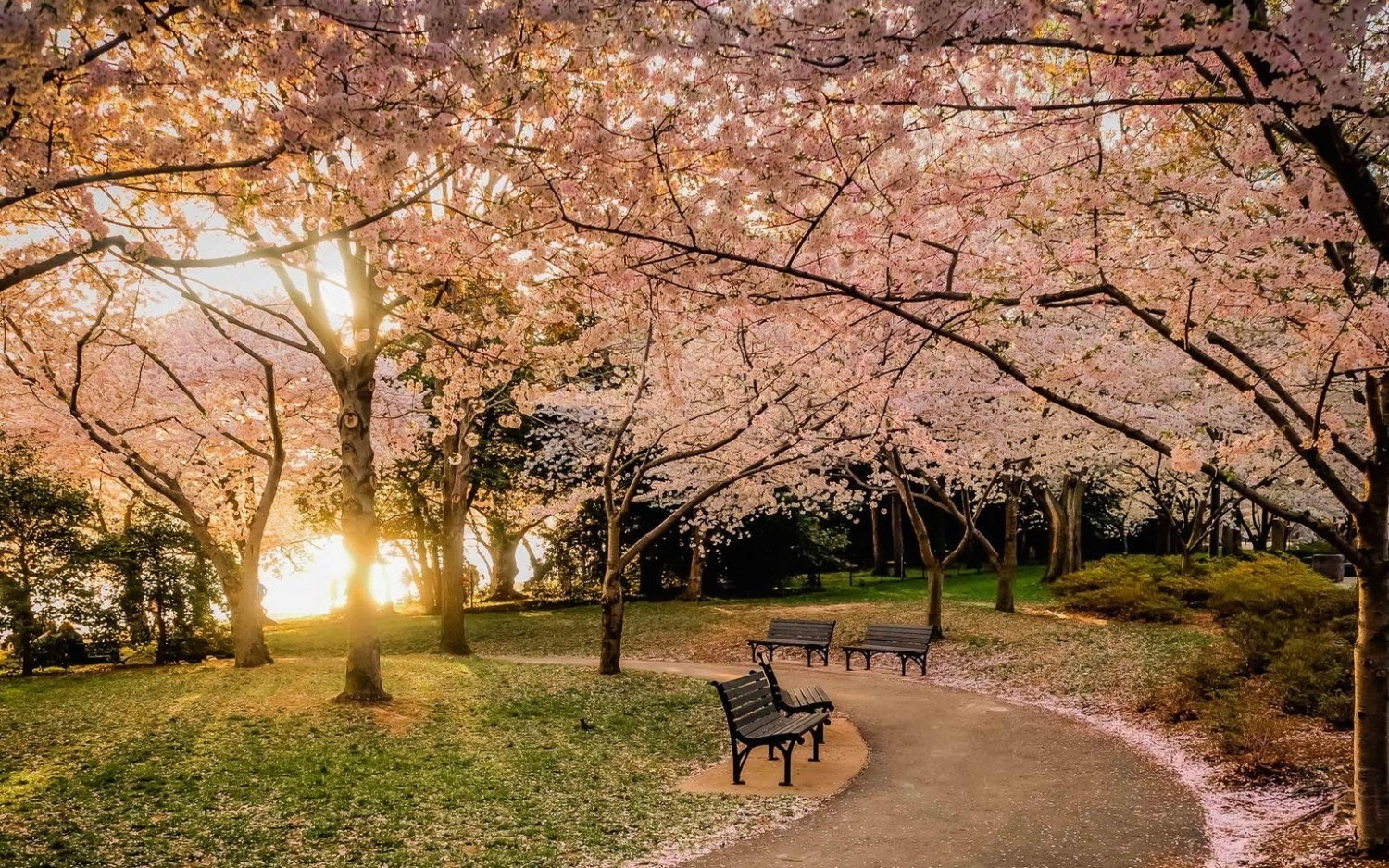 trees, landscape, sunset, flowers, nature, park, branch, bench, cherry blossom, blossom, pink, path, spring, lawns, tree, autumn, flower, plant, season Gallery HD Wallpaper