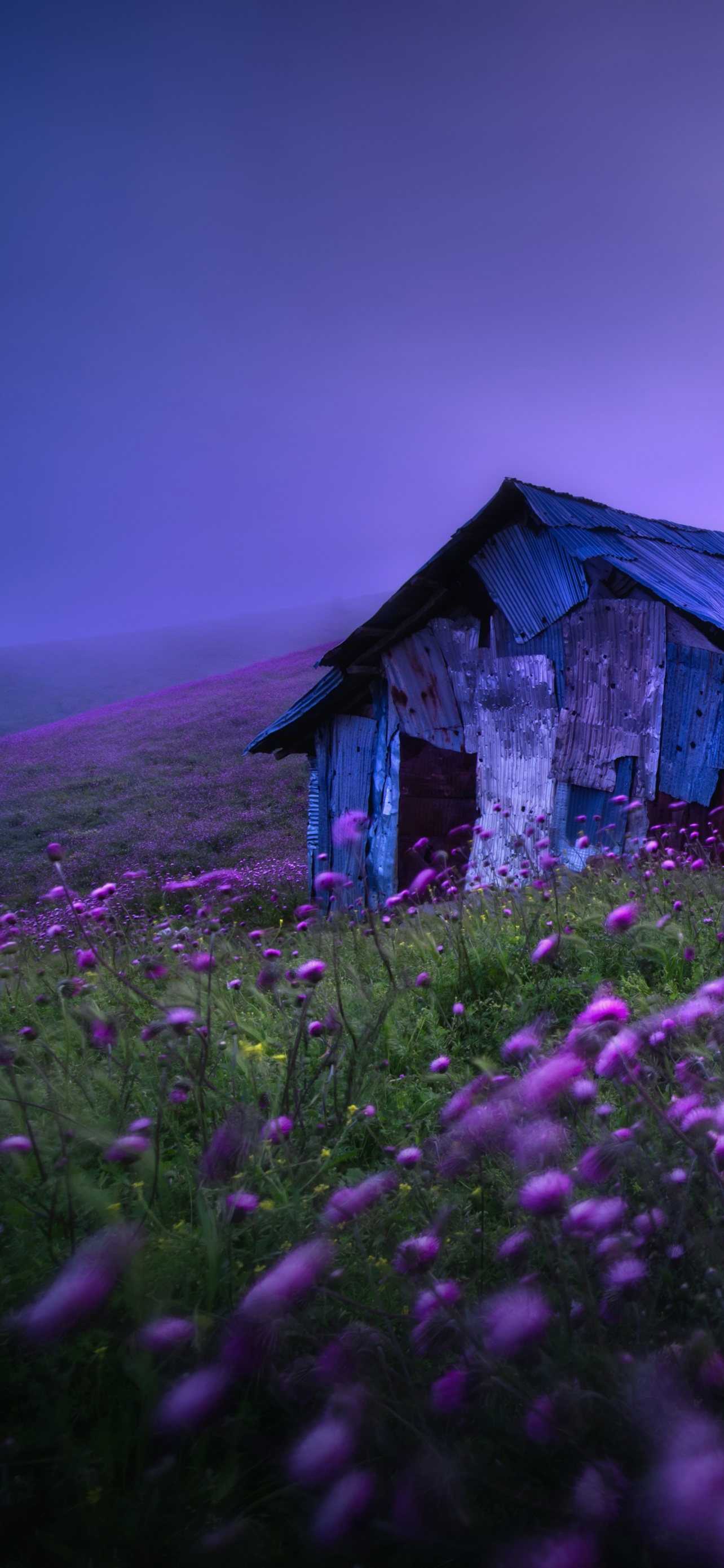 Landscape Wallpaper 4K, Spring, Violet flowers, Nature
