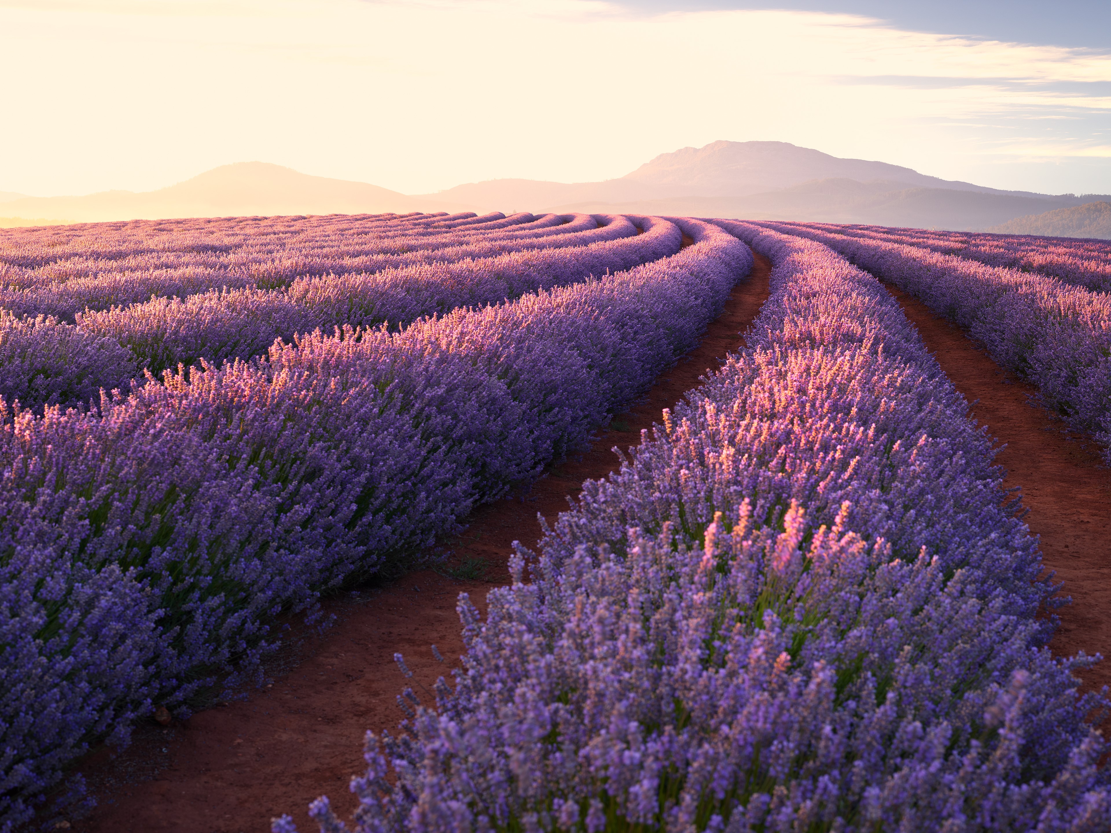 4K, flowers, spring, mountains, landscape, purple background, lavender Gallery HD Wallpaper