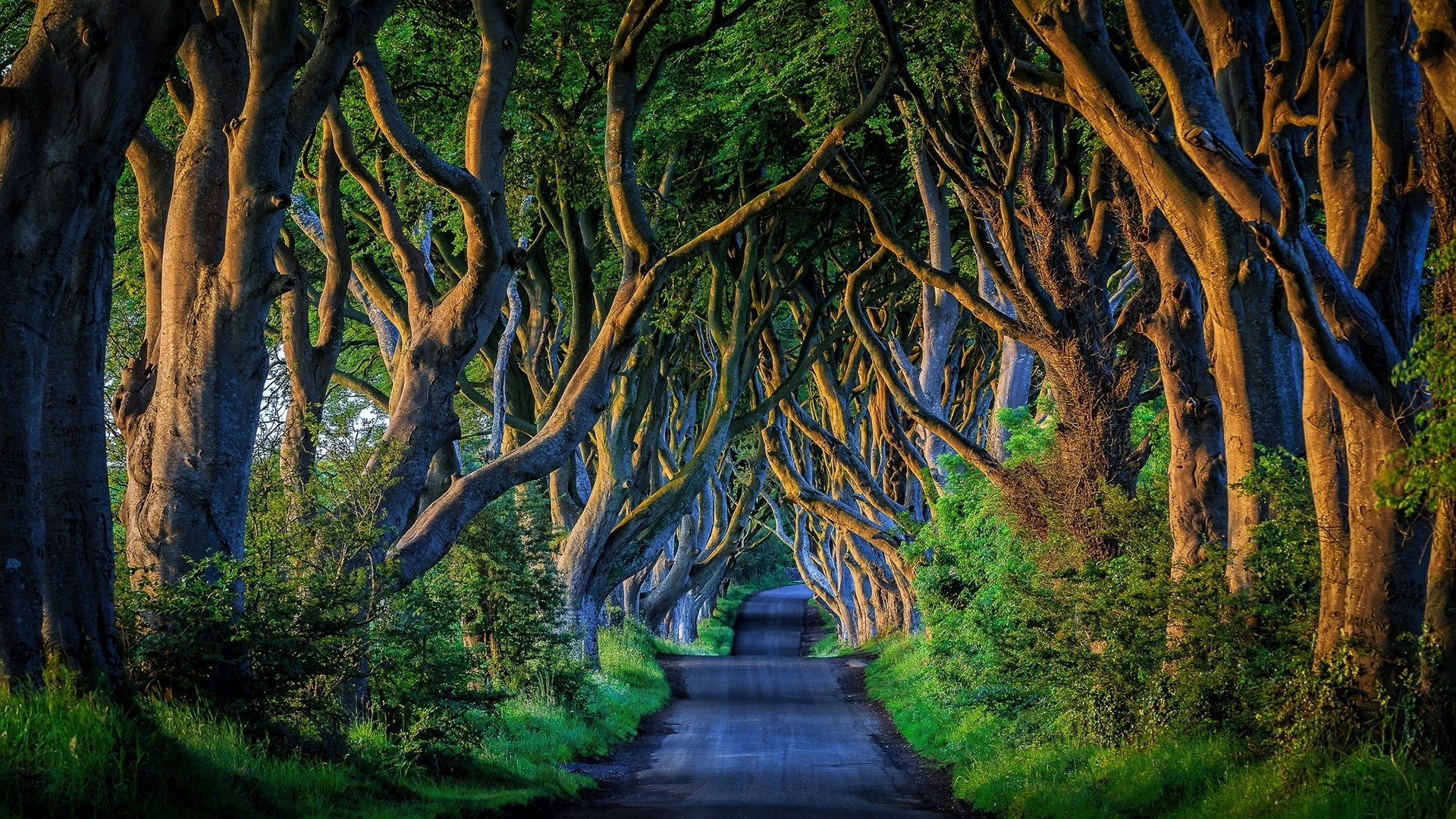 Tunnel of Trees