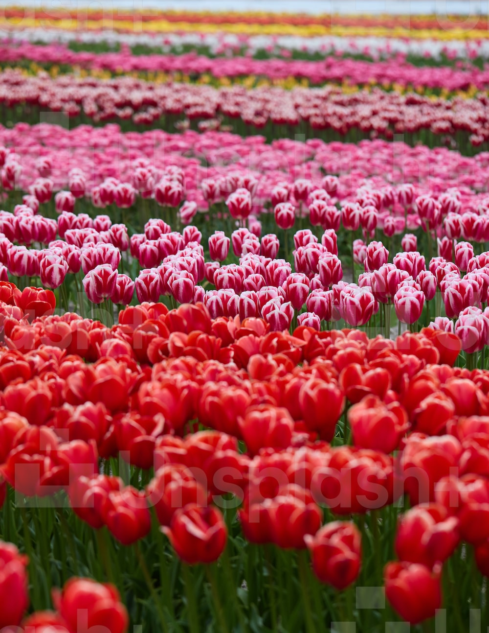 Red Tulips Picture. Download Free Image