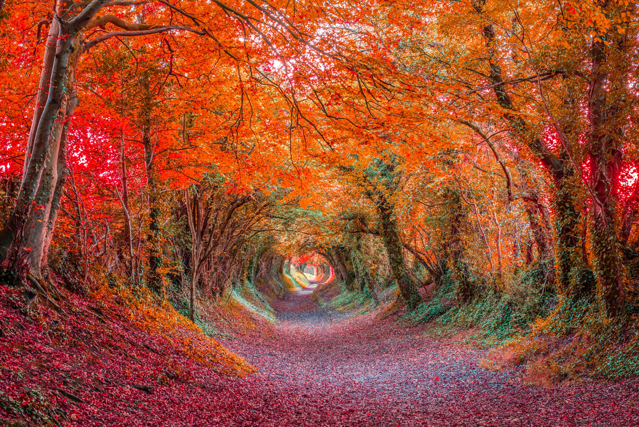 HD desktop wallpaper: Forest, Fall, Earth, Colorful, Tunnel, Canopy download free picture