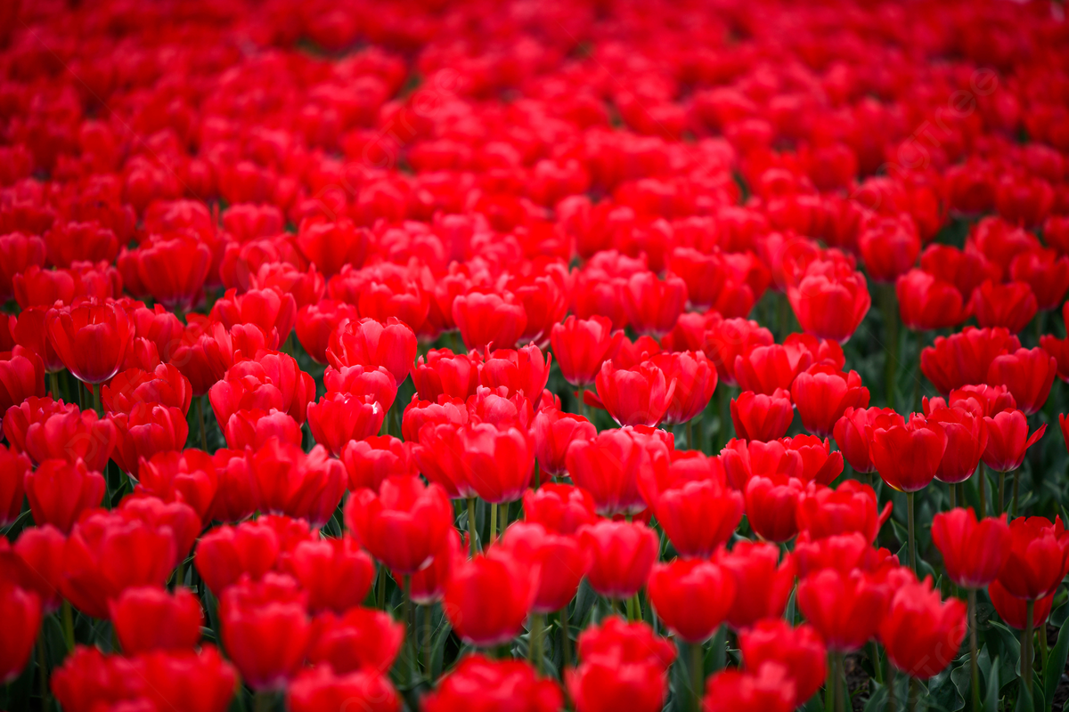Red Tulip Flower Field Green Sunny Day Background And Picture For Free Download