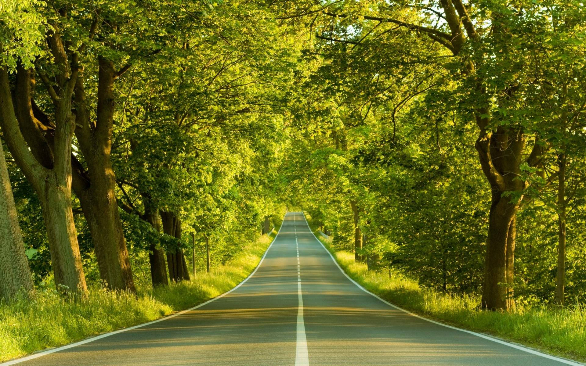 Download Green Forest Road Best HD Wallpaper