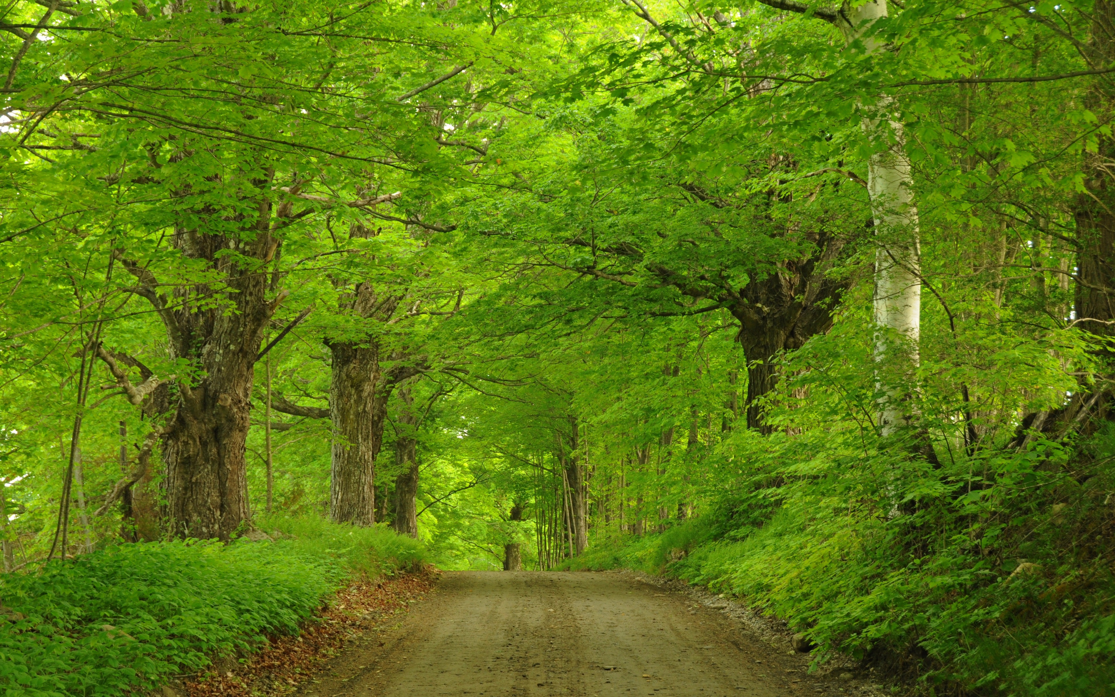 Green Forest Road