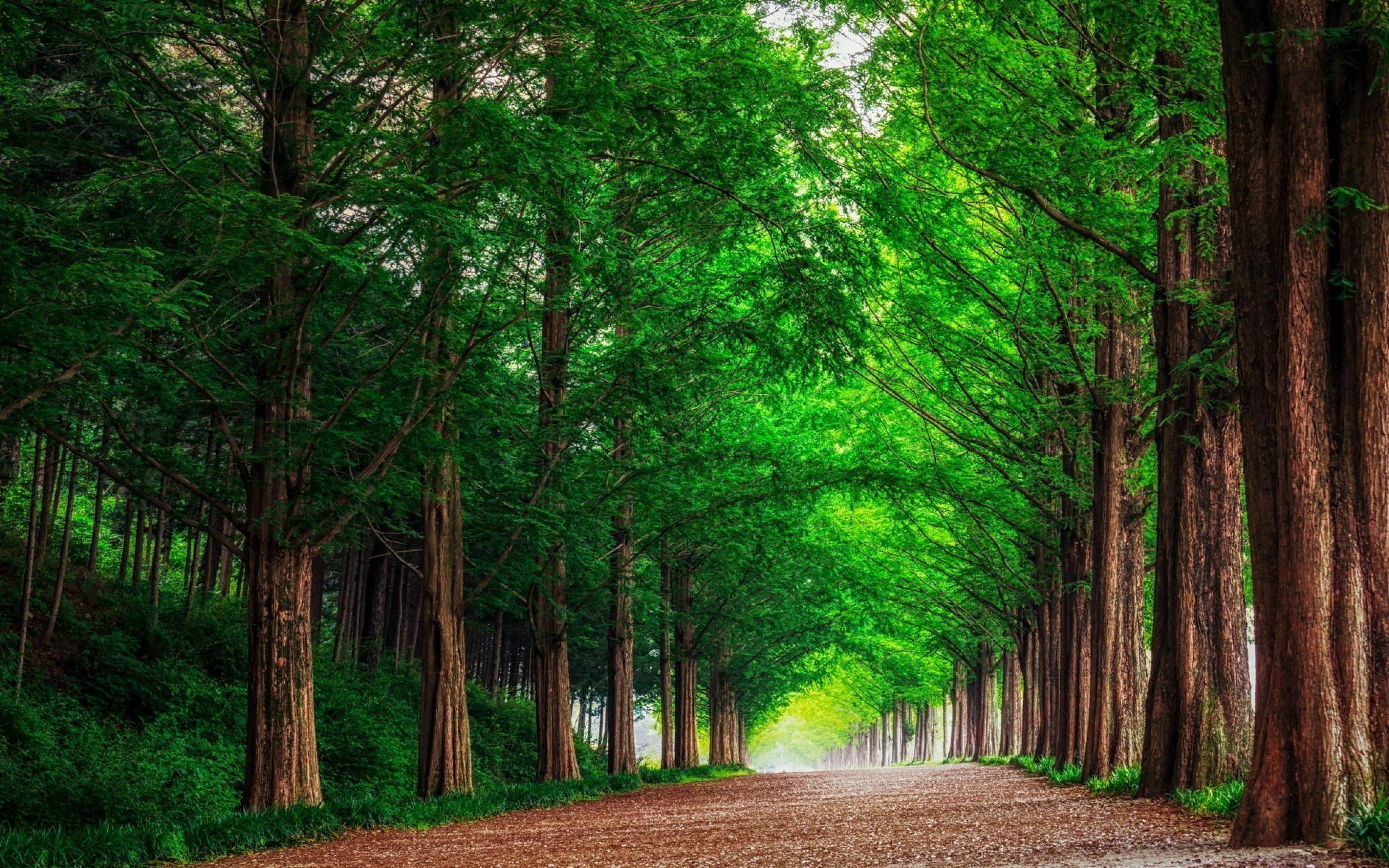 Wallpaper Green Trees on Brown Dirt Road During Daytime, Background Free Image