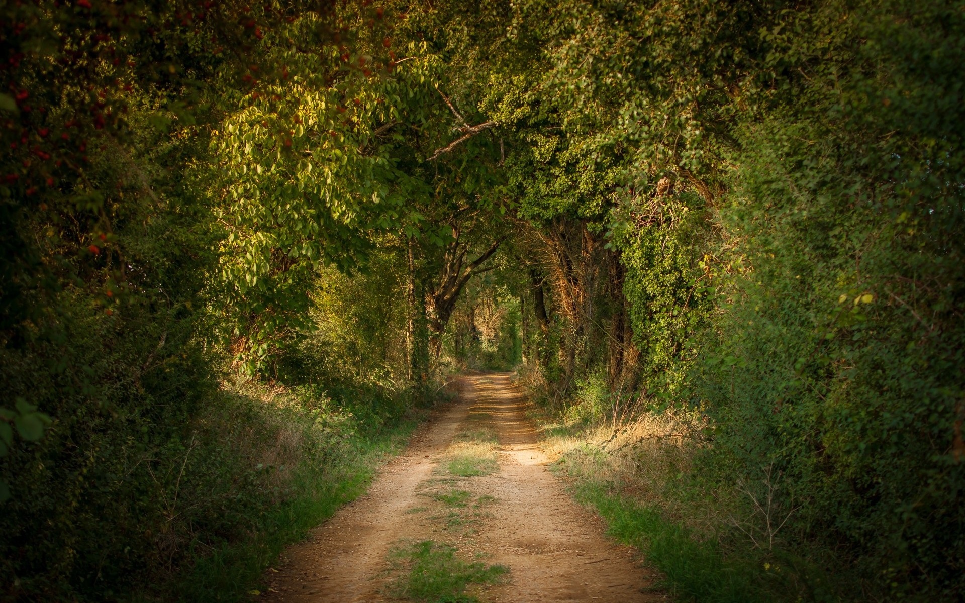 Wallpaper Trees, tunnel, road 1920x1200 HD Picture, Image