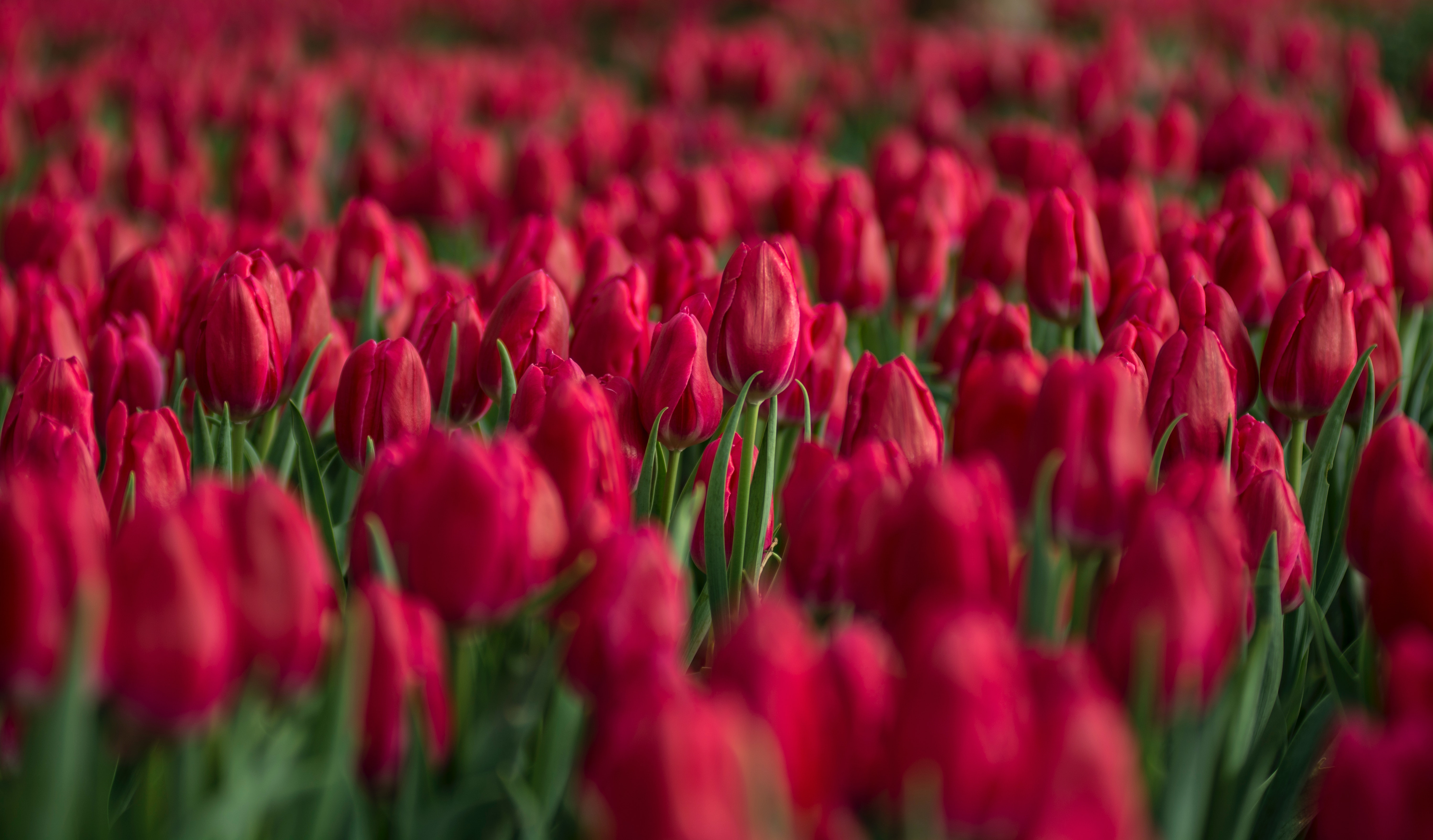 Red Tulip Flower Field Close Up Photo · Free