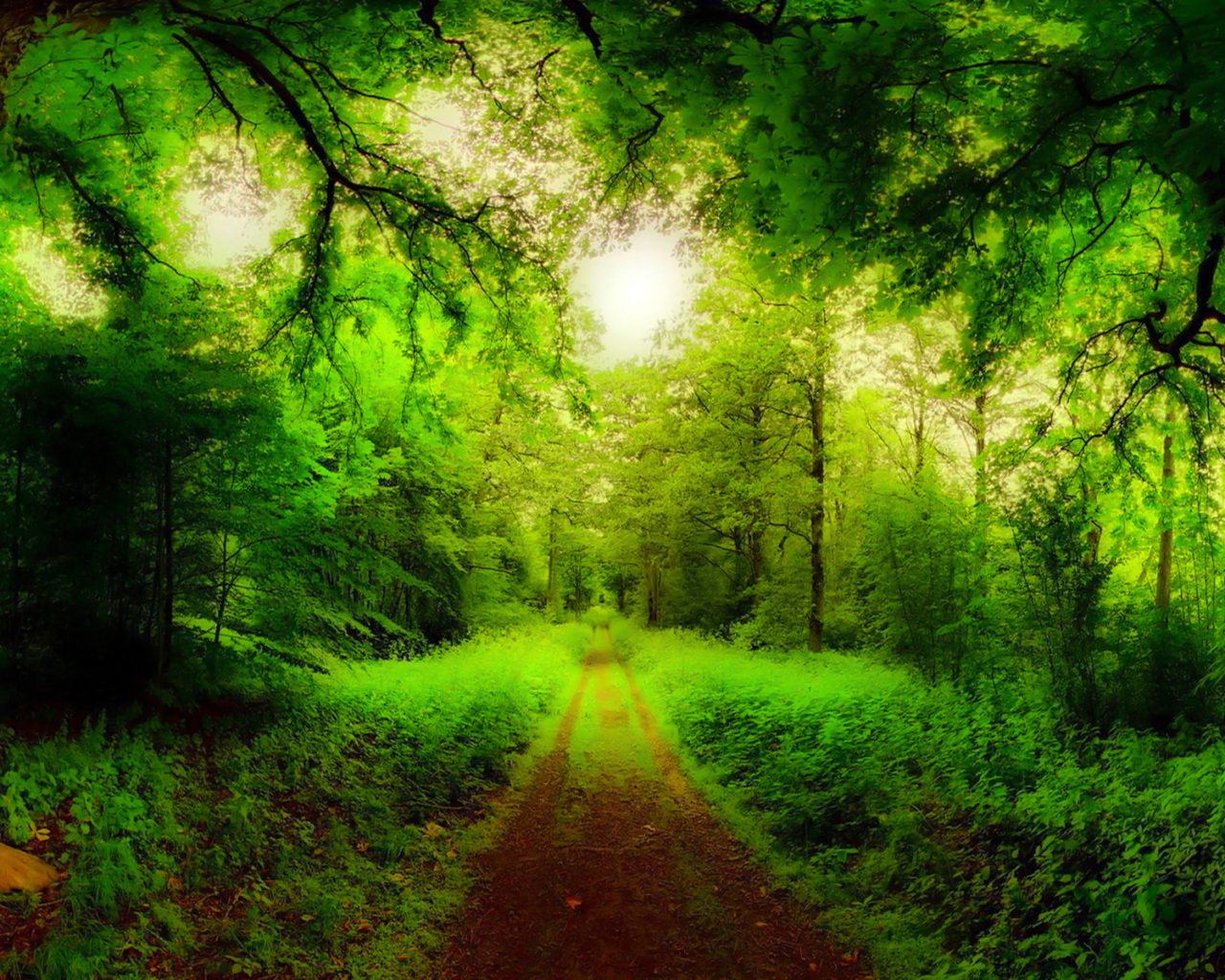 Natural Forest Road, Trees, Green Forest, Grass Green HD Wallpaper, Wallpaper13.com