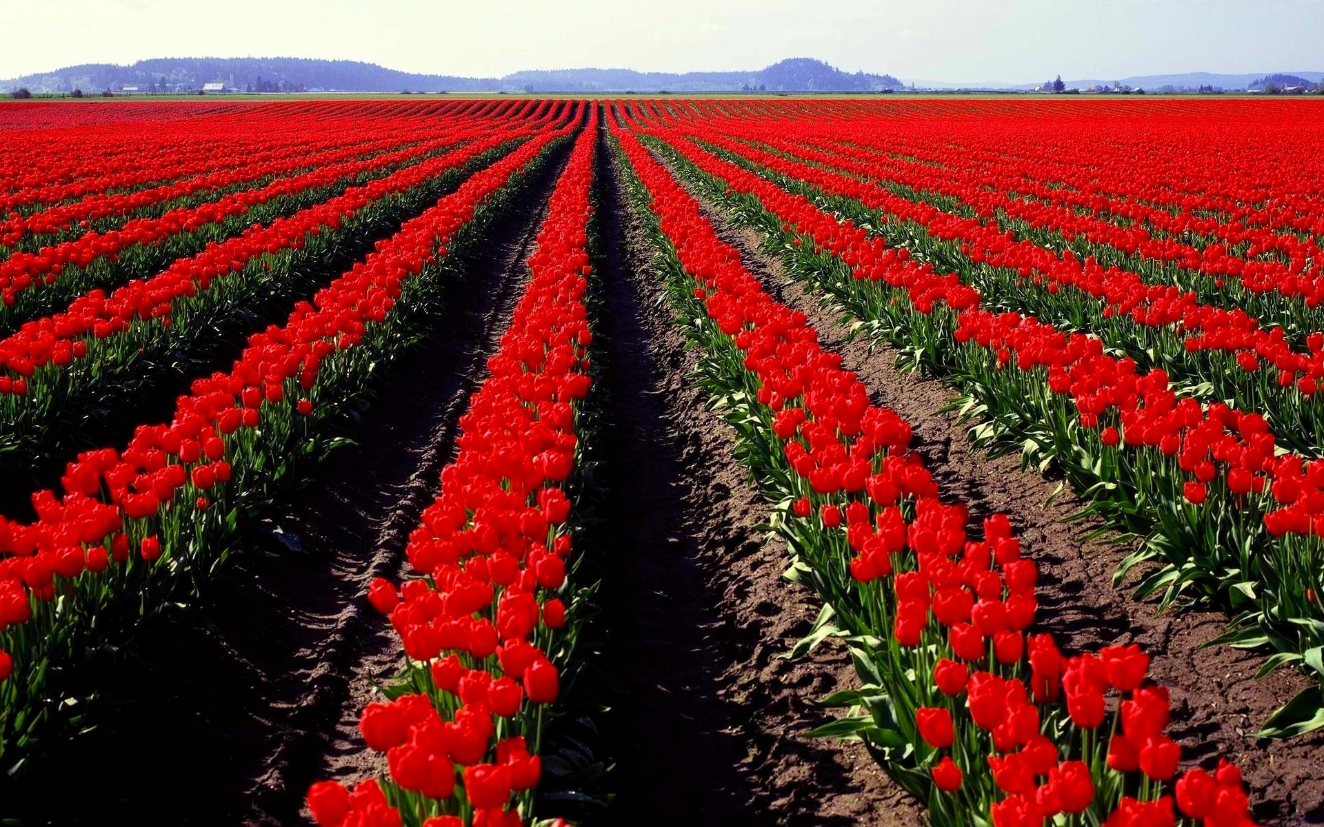 Red Tulips Field wallpaper. Red Tulips Field