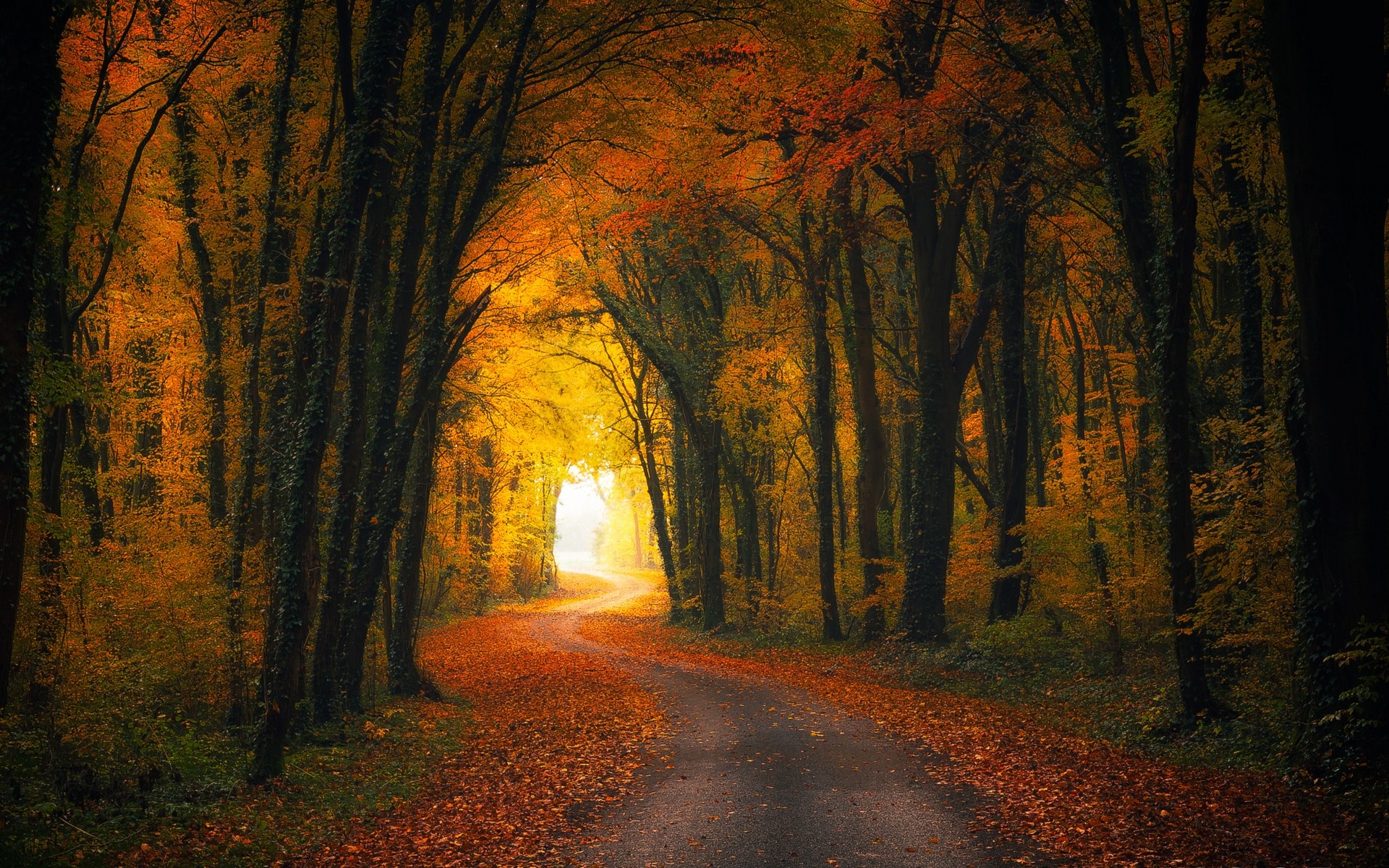 nature, Landscape, Fall, Road, Forest, Leaves, Shrubs, Sunlight, Trees, Tunnel Wallpaper HD / Desktop and Mobile Background