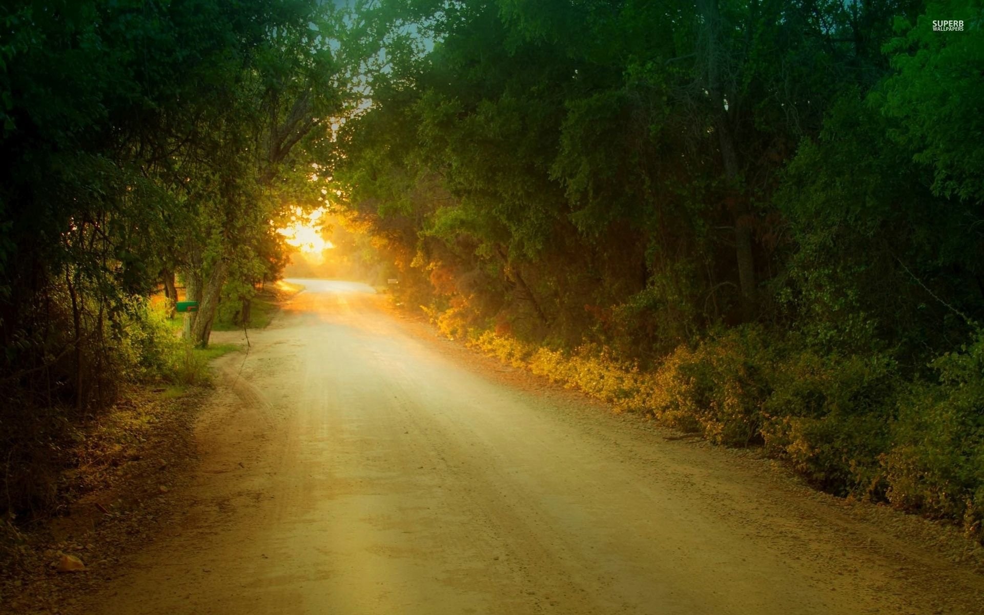Sun at The End Of The Tree Tunnel HD wallpaper