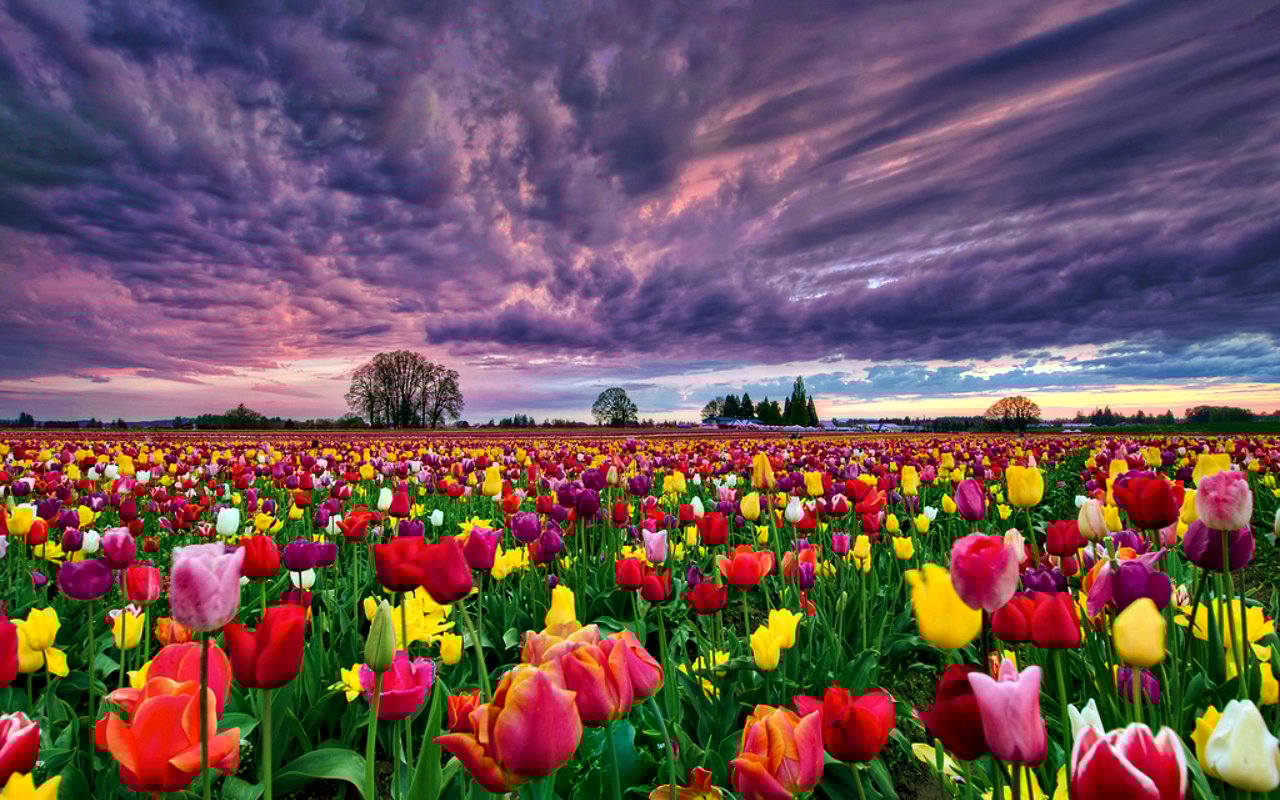 Field of Tulips Wallpaper