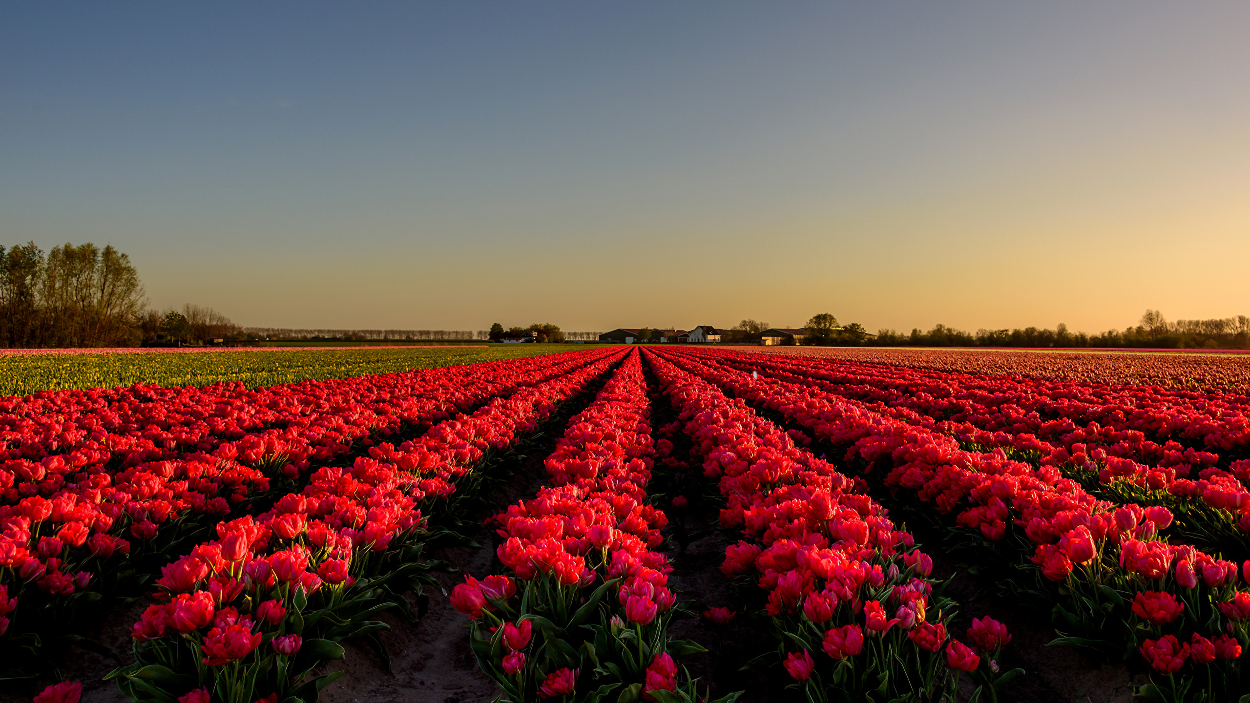 Wallpaper Purple Flower Field During Daytime, Background Free Image
