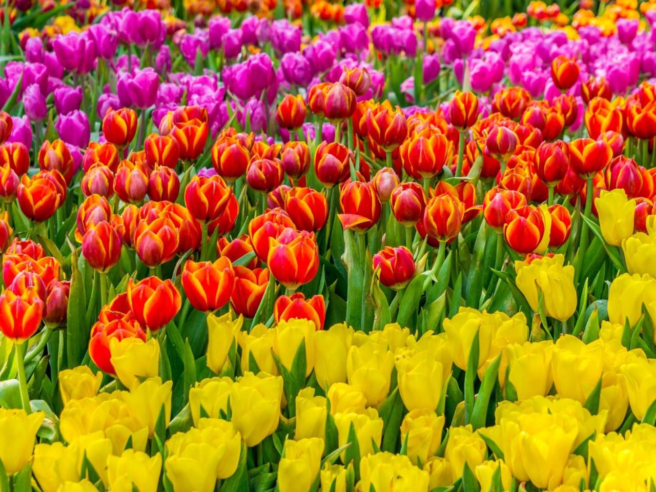 Flowers Field With Colorful Tulips Red Pink And Yellow Wallpaper HD, Wallpaper13.com