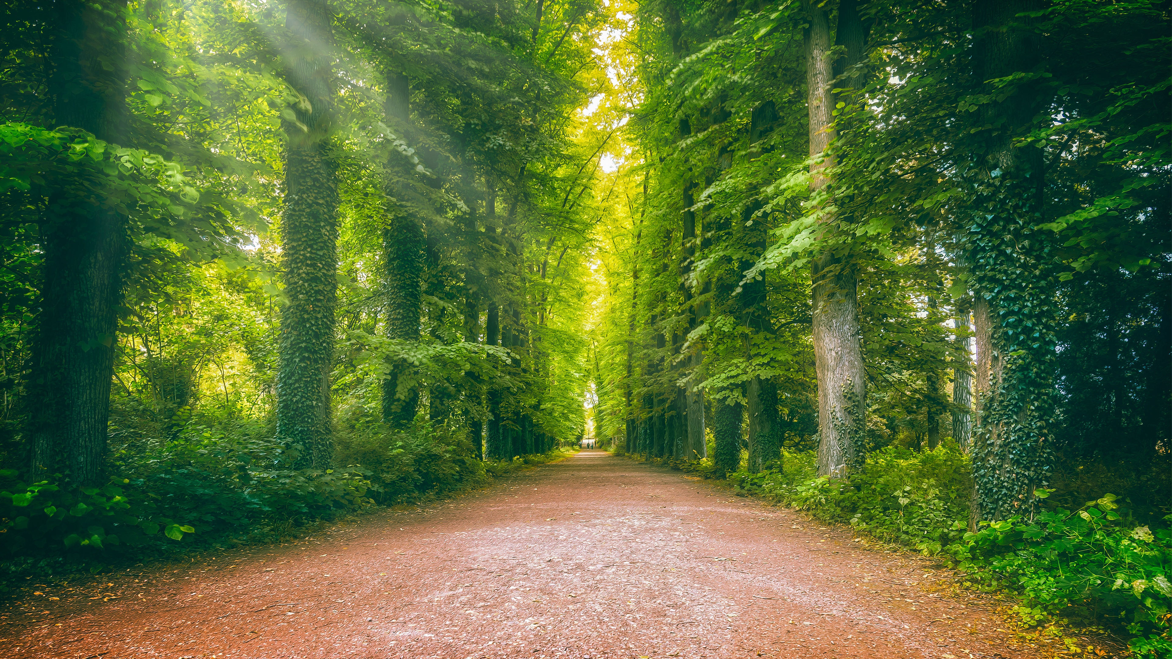 Road 4K, Forest, Greenery, Ivy, Trunk Gallery HD Wallpaper