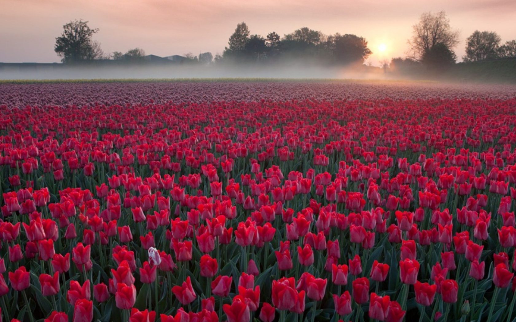 Red Tulip Flowers Field HD Wallpapers - Wallpaper Cave