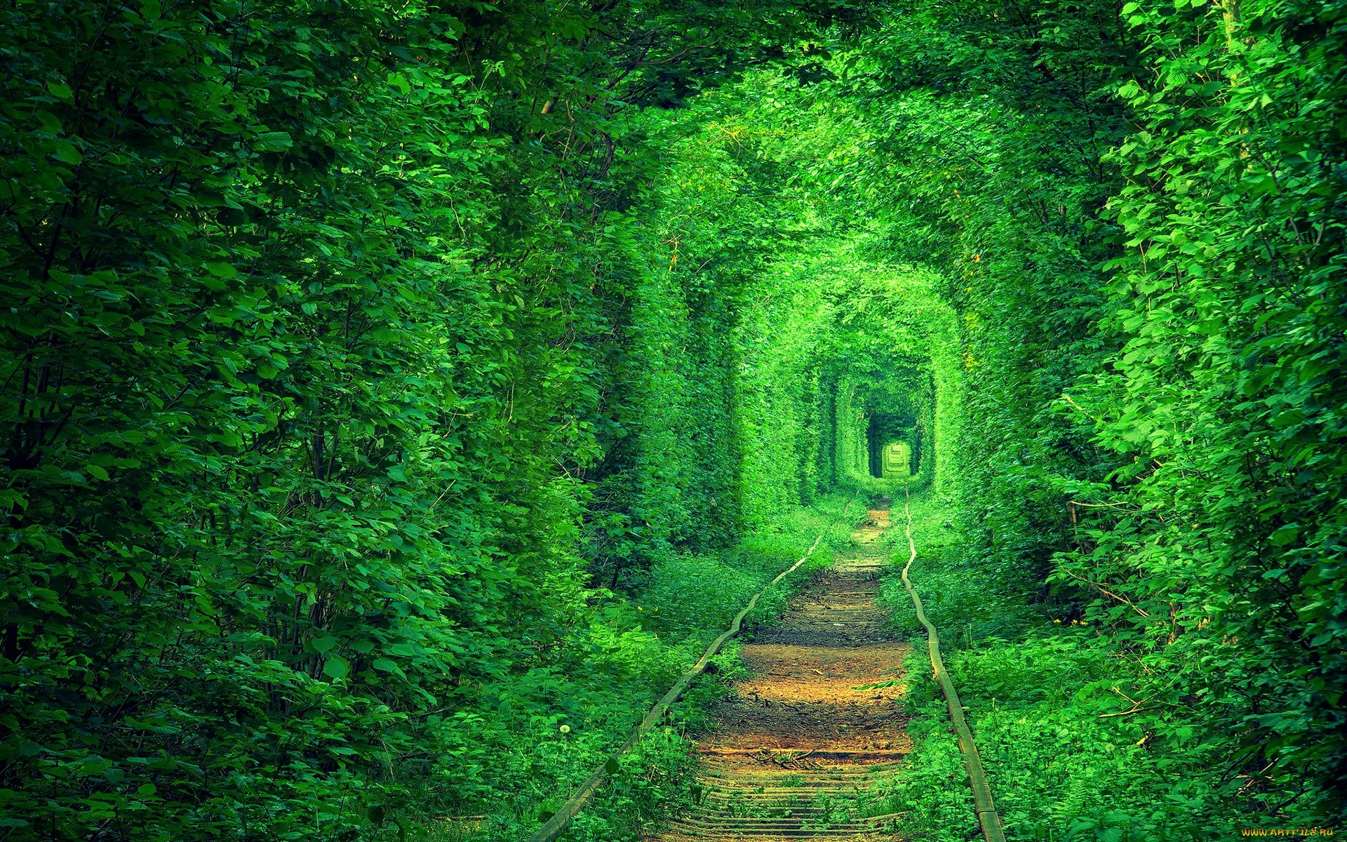 plants, trees, nature, railway, green, forest, path, tunnel Gallery HD Wallpaper