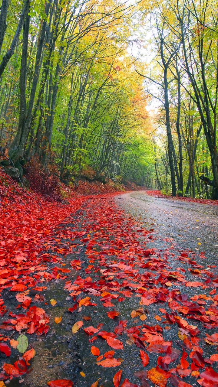 Forest road red tree leafs with green tree beautiful colorful wallpaper HD Mobile, Desktop Wallpaper