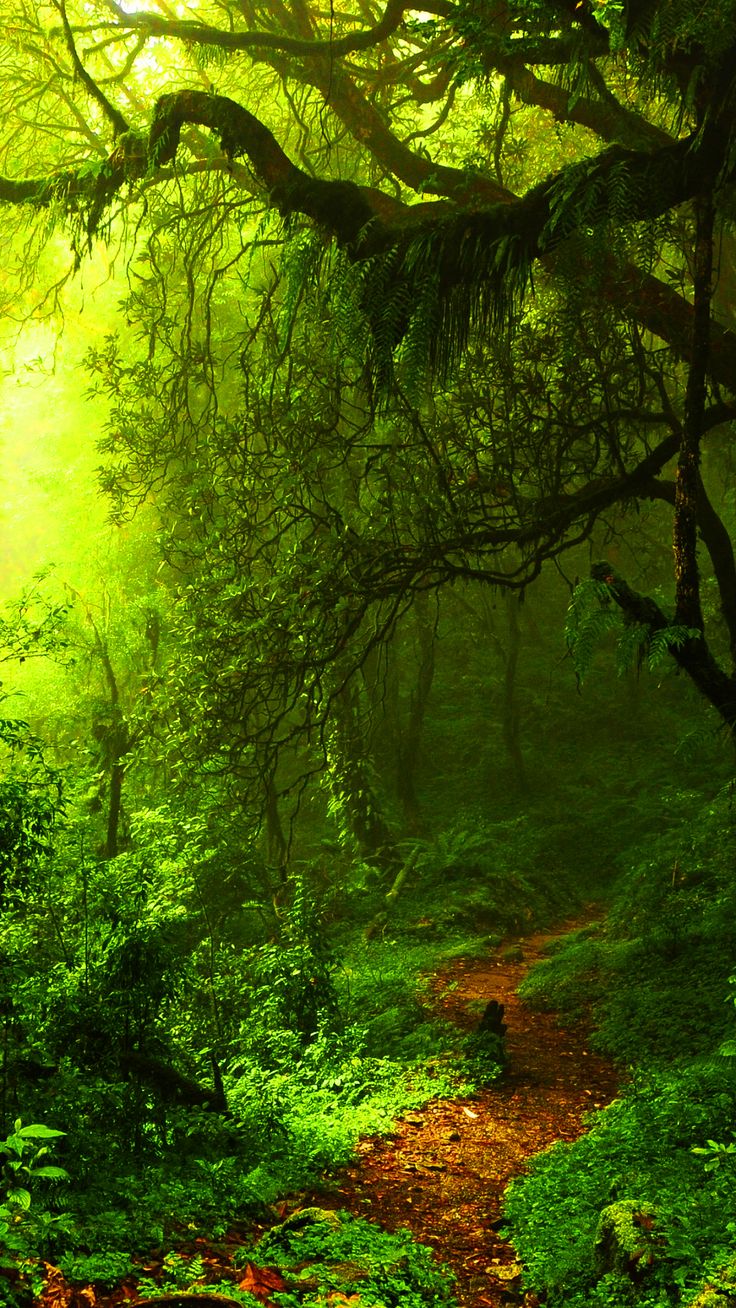 Green Forest Sunshine HD Wallpaper. Fantasy landscape, Nature picture, Forest wallpaper