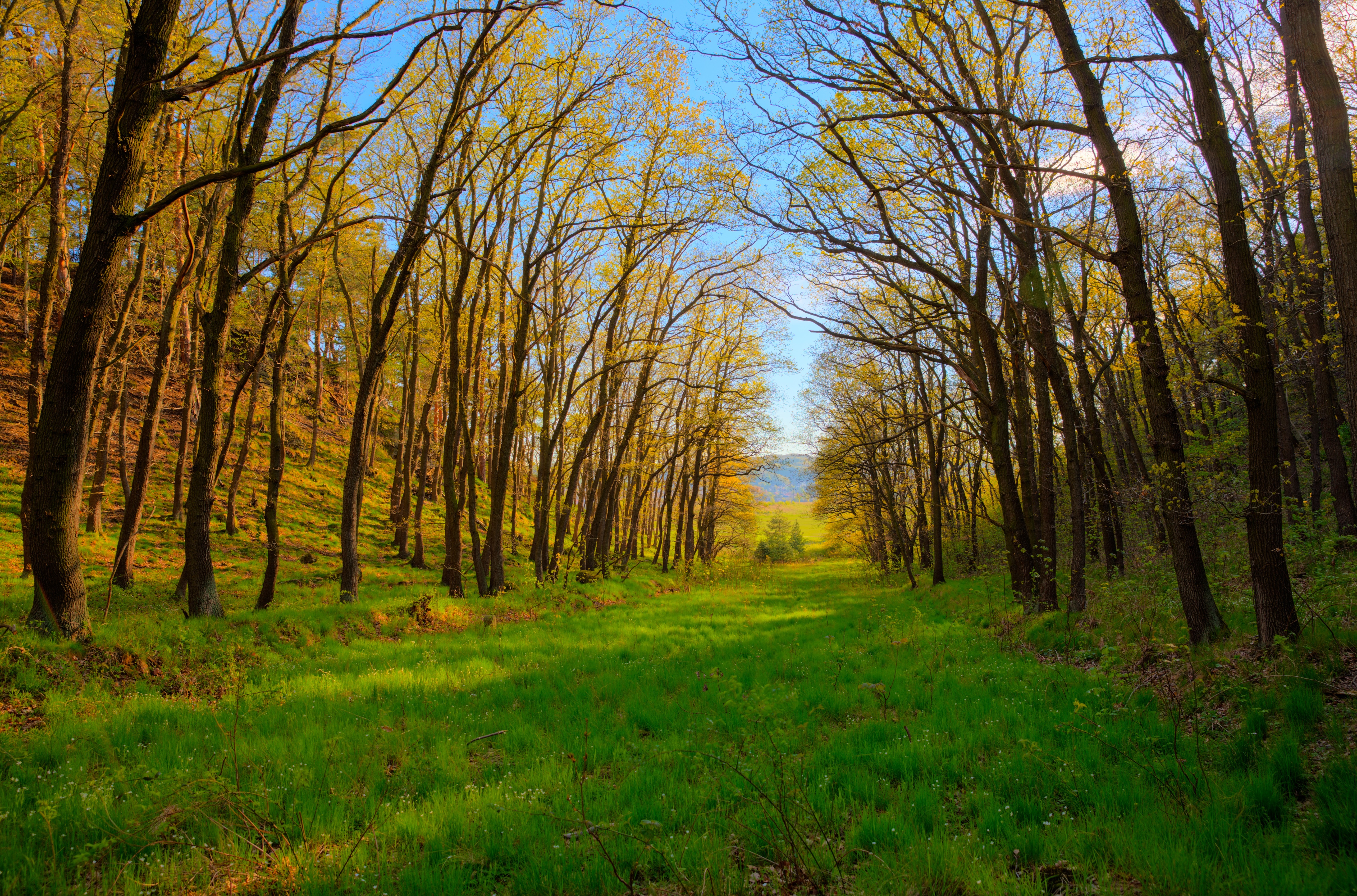 Relaxing Forest Tree Tunnel 4K wallpaper
