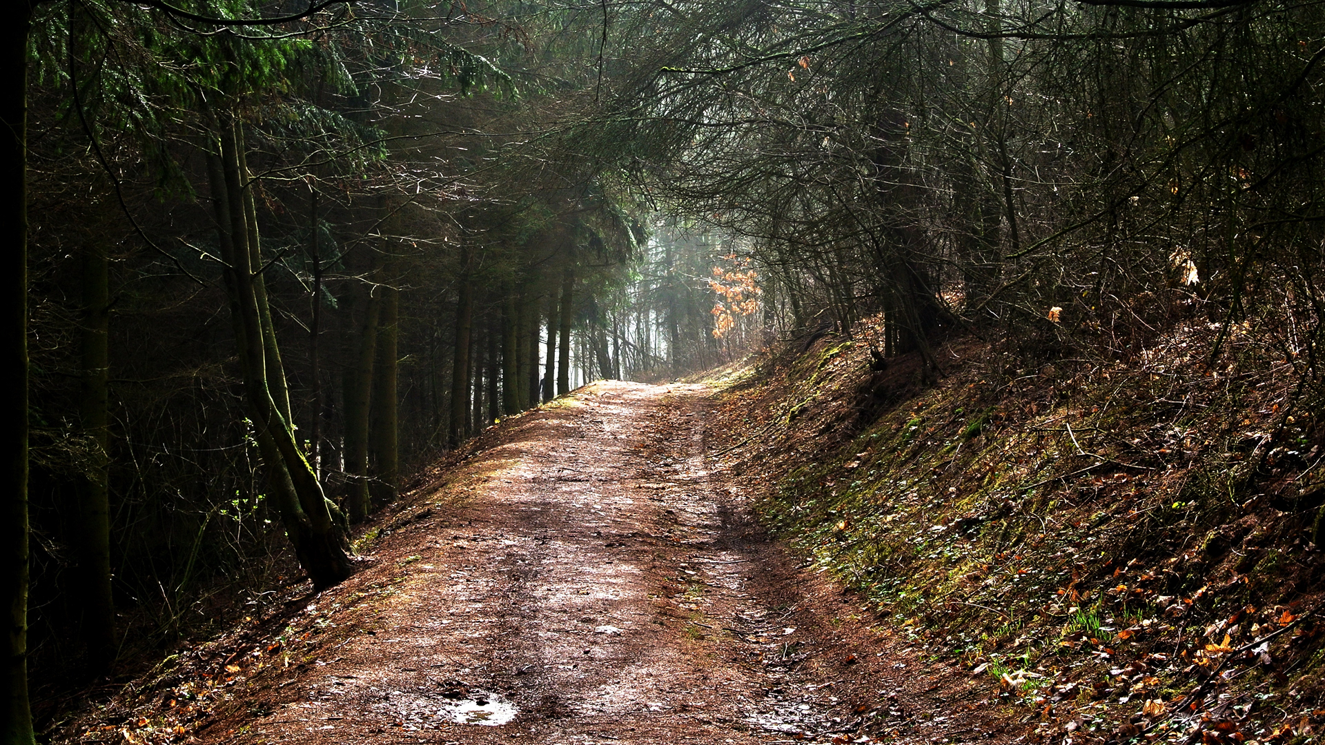 Tree Tunnel over Dirt Path in Forest
